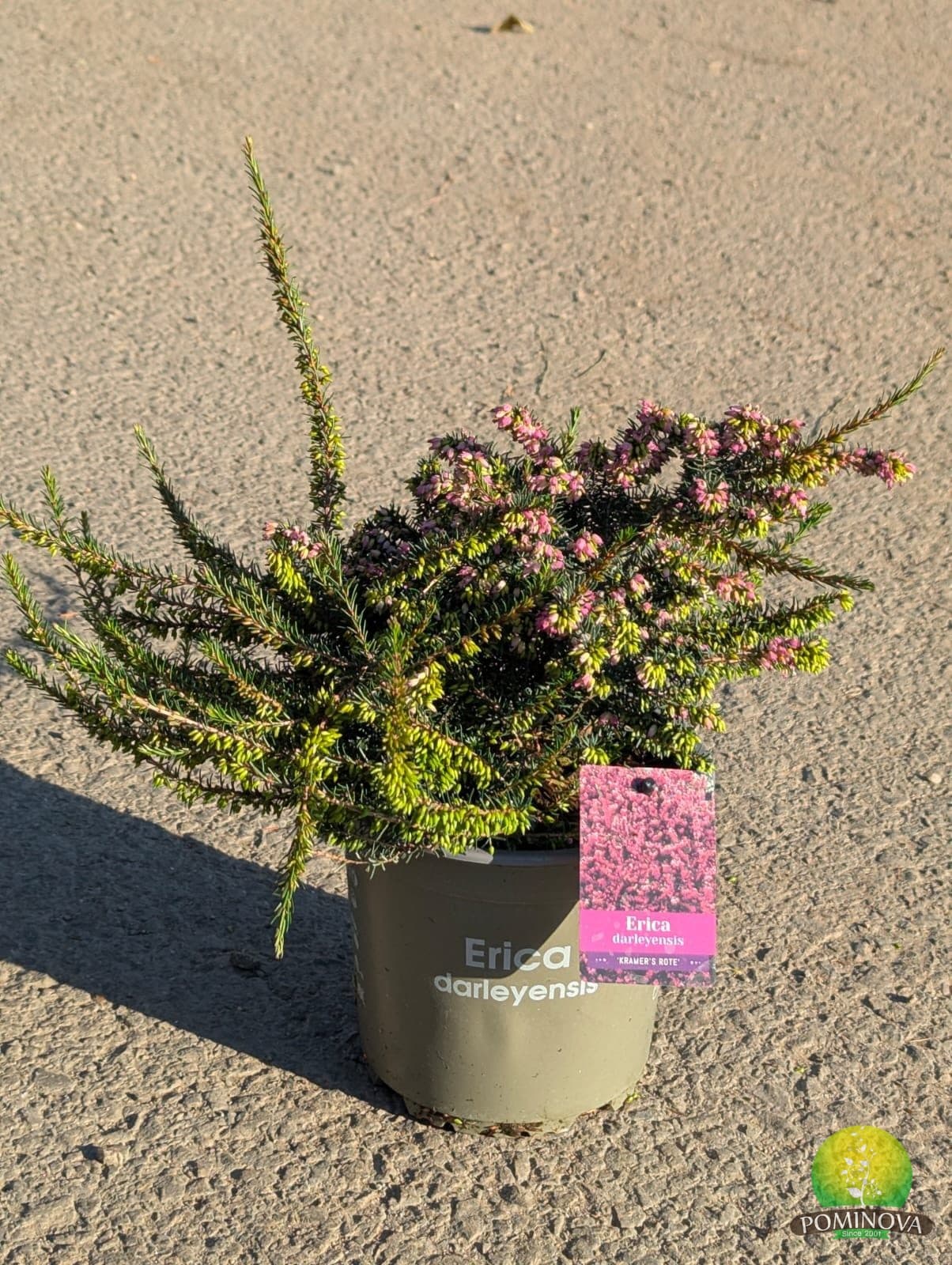 Iarbă-neagră de iarnă (Erica × darleyensis) thumbnail 2