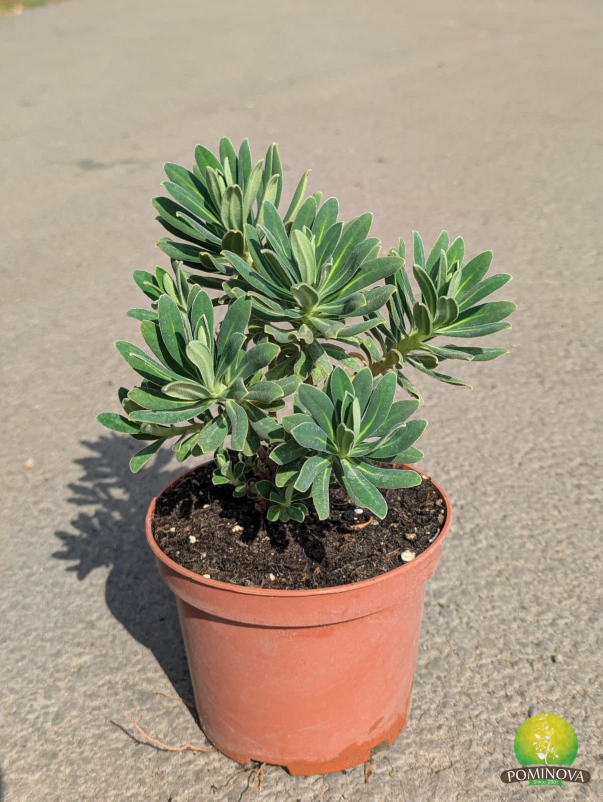 Euphorbia  (Euphorbia sp.) thumbnail 1