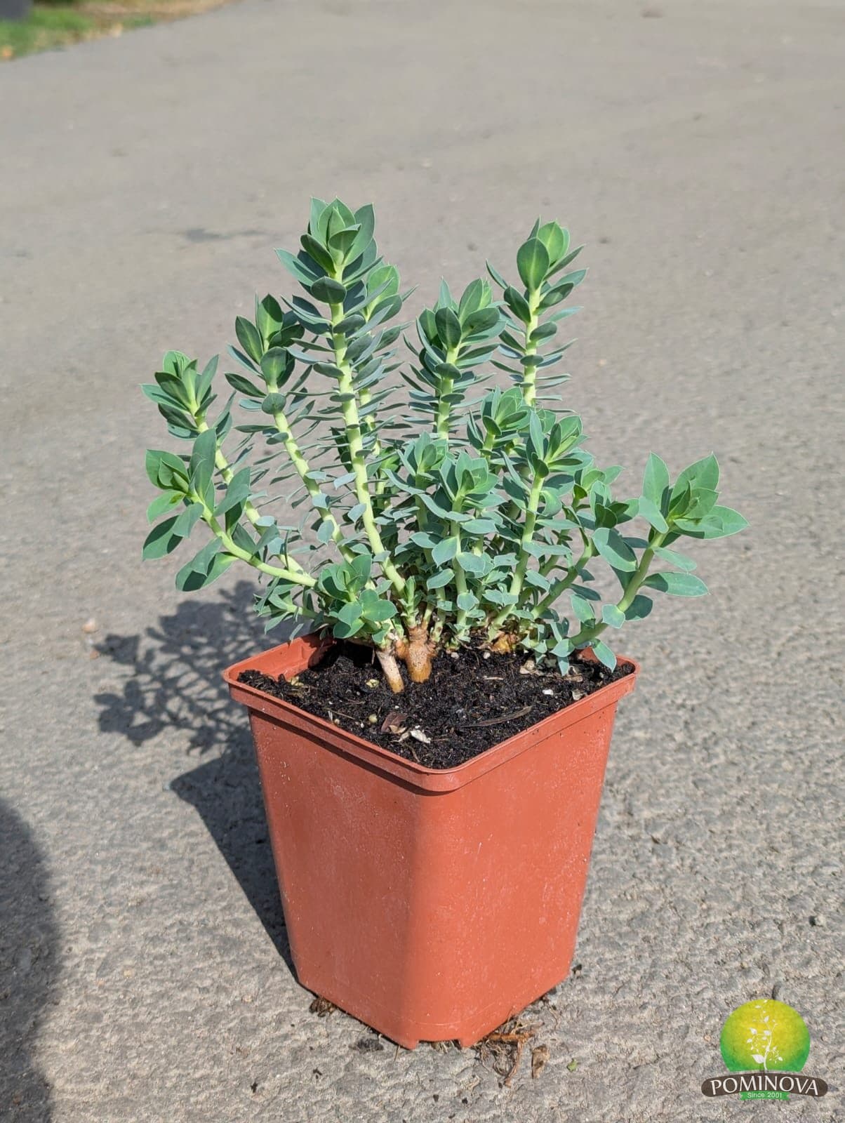 Euphorbia  (Euphorbia sp.) - imagine 3