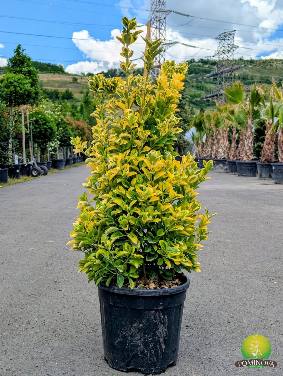 Evonimus auriu (Euonymus japonicus 'Elegantissimus Aureus')