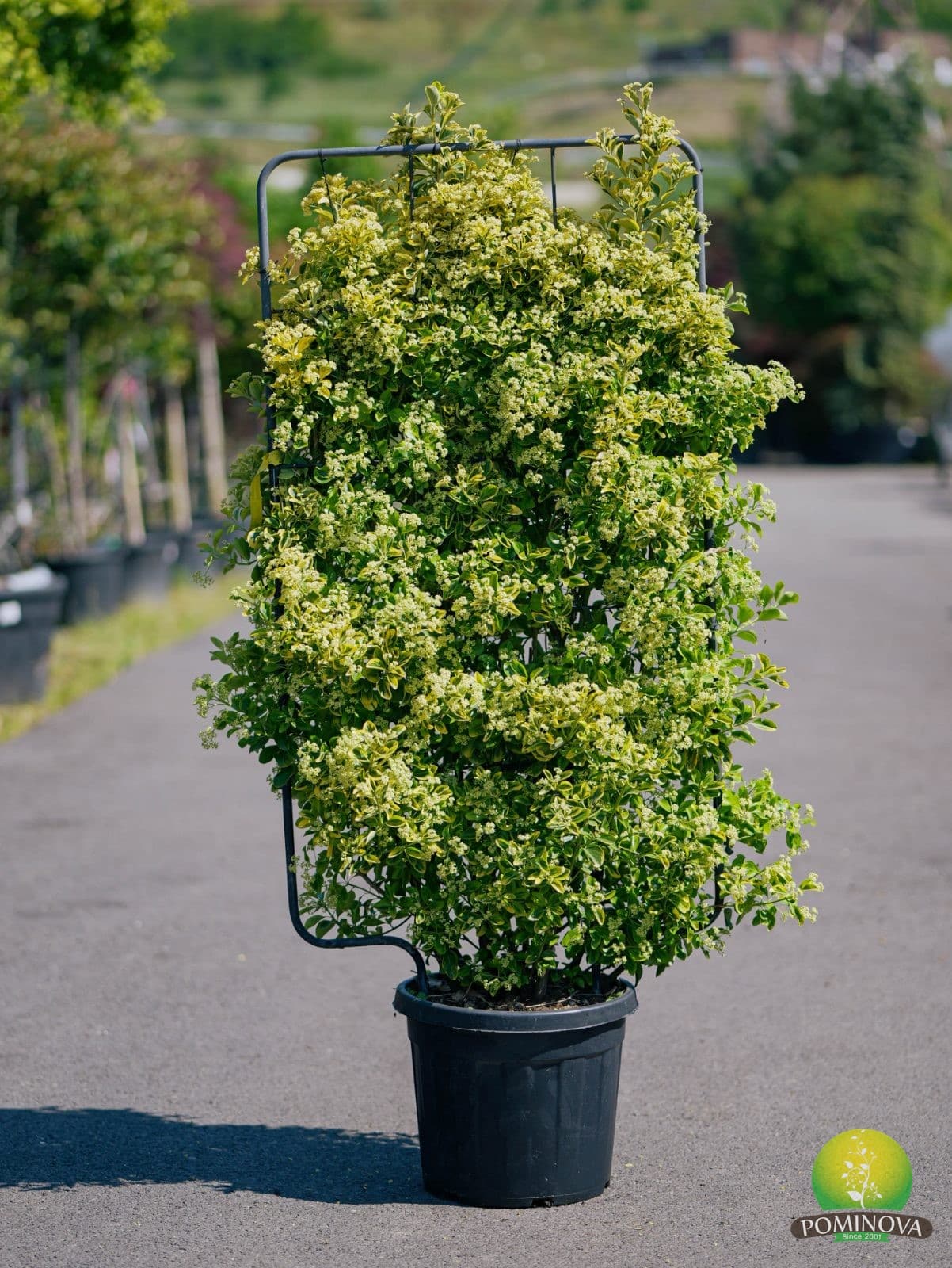 Evonimus auriu (Euonymus japonicus 'Elegantissimus Aureus') thumbnail 3
