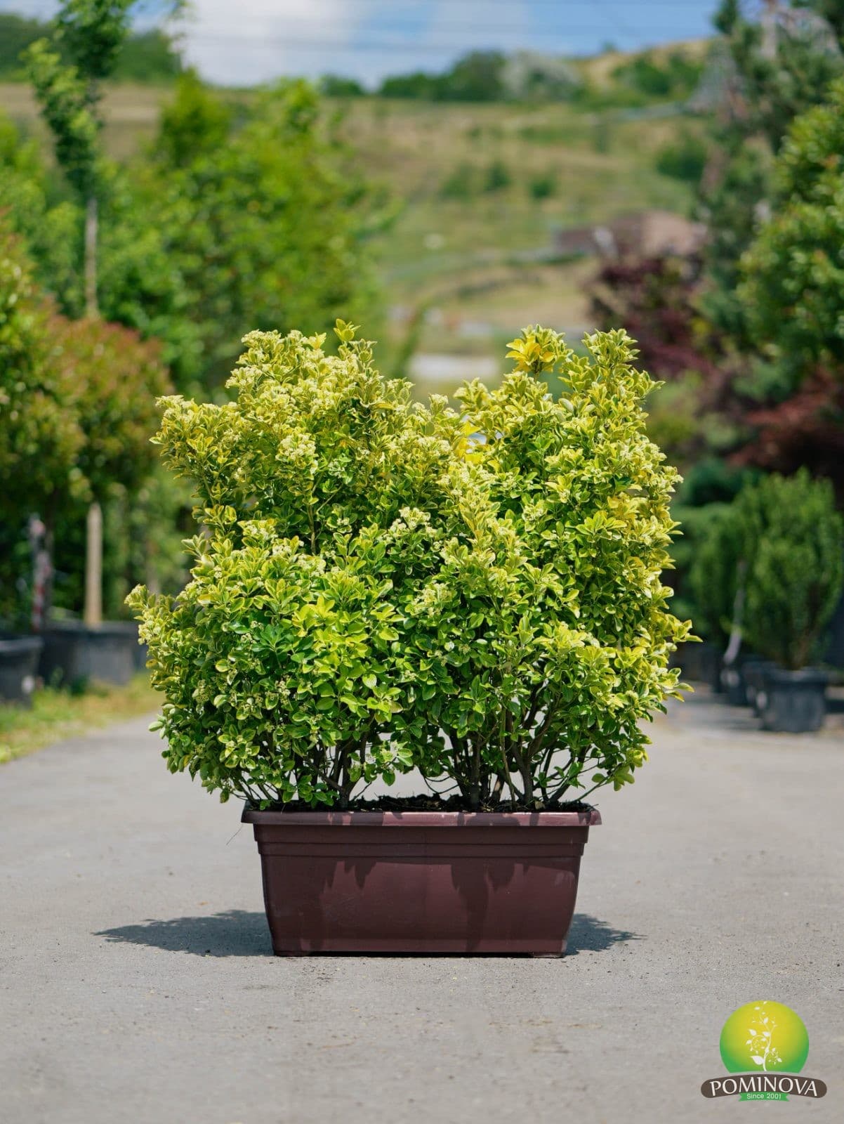 Evonimus auriu (Euonymus japonicus 'Elegantissimus Aureus') thumbnail 2