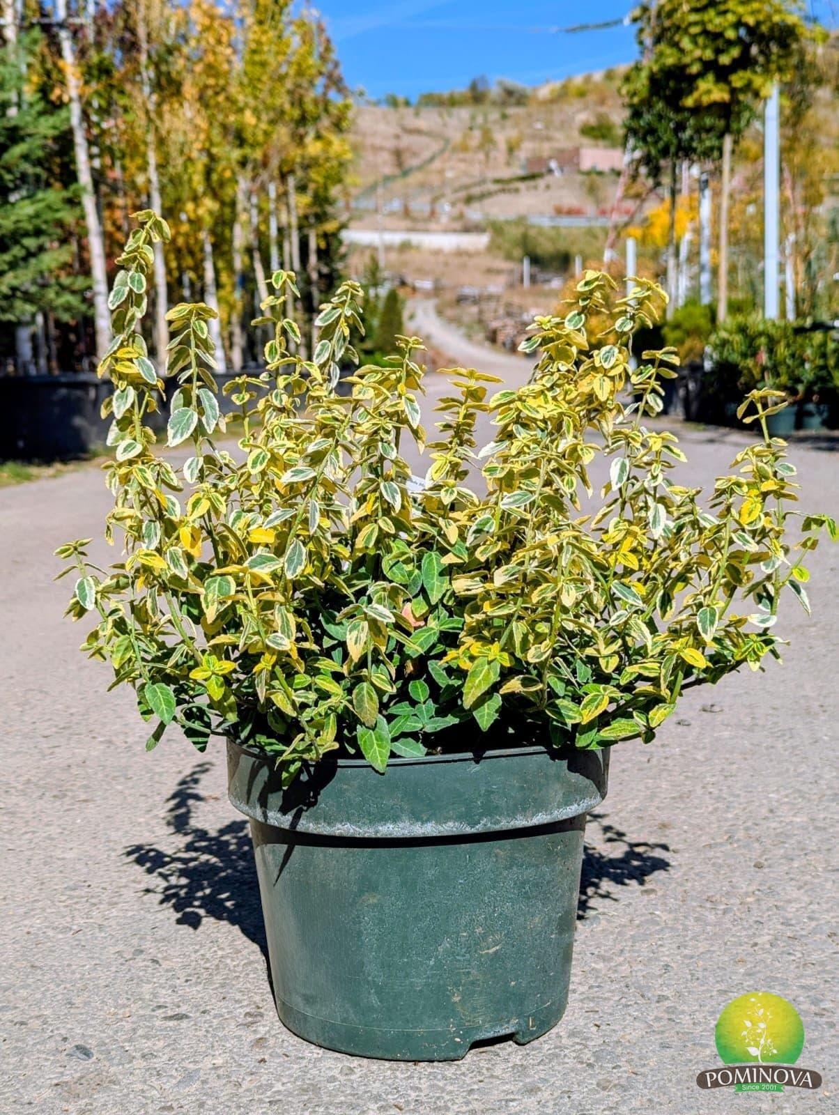 Salbă japoneză 'Emerald 'n Gold' (Euonymus fortunei 'Emerald'n Gold') thumbnail 5