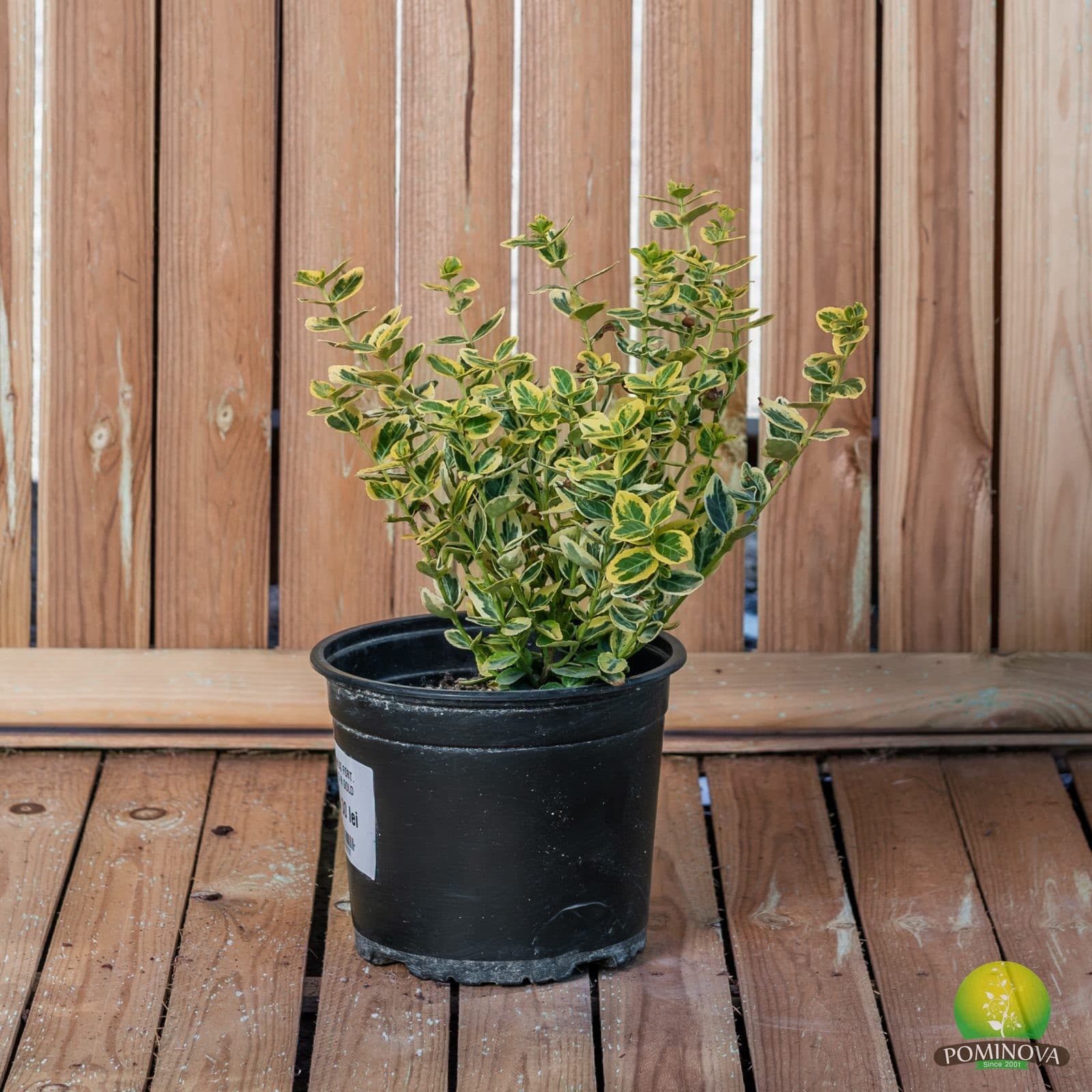 Salbă japoneză 'Emerald 'n Gold' (Euonymus fortunei 'Emerald'n Gold') - imagine 4