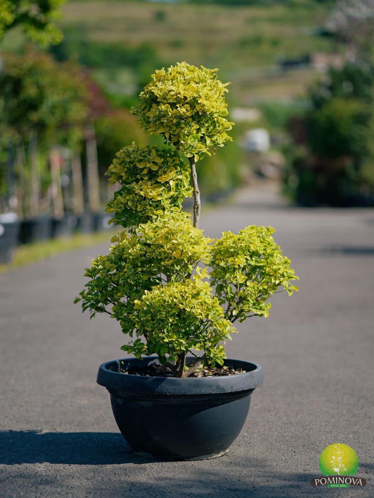 Evonimus glob (Euonymus japonicus 'Elegantissimus Aureus')