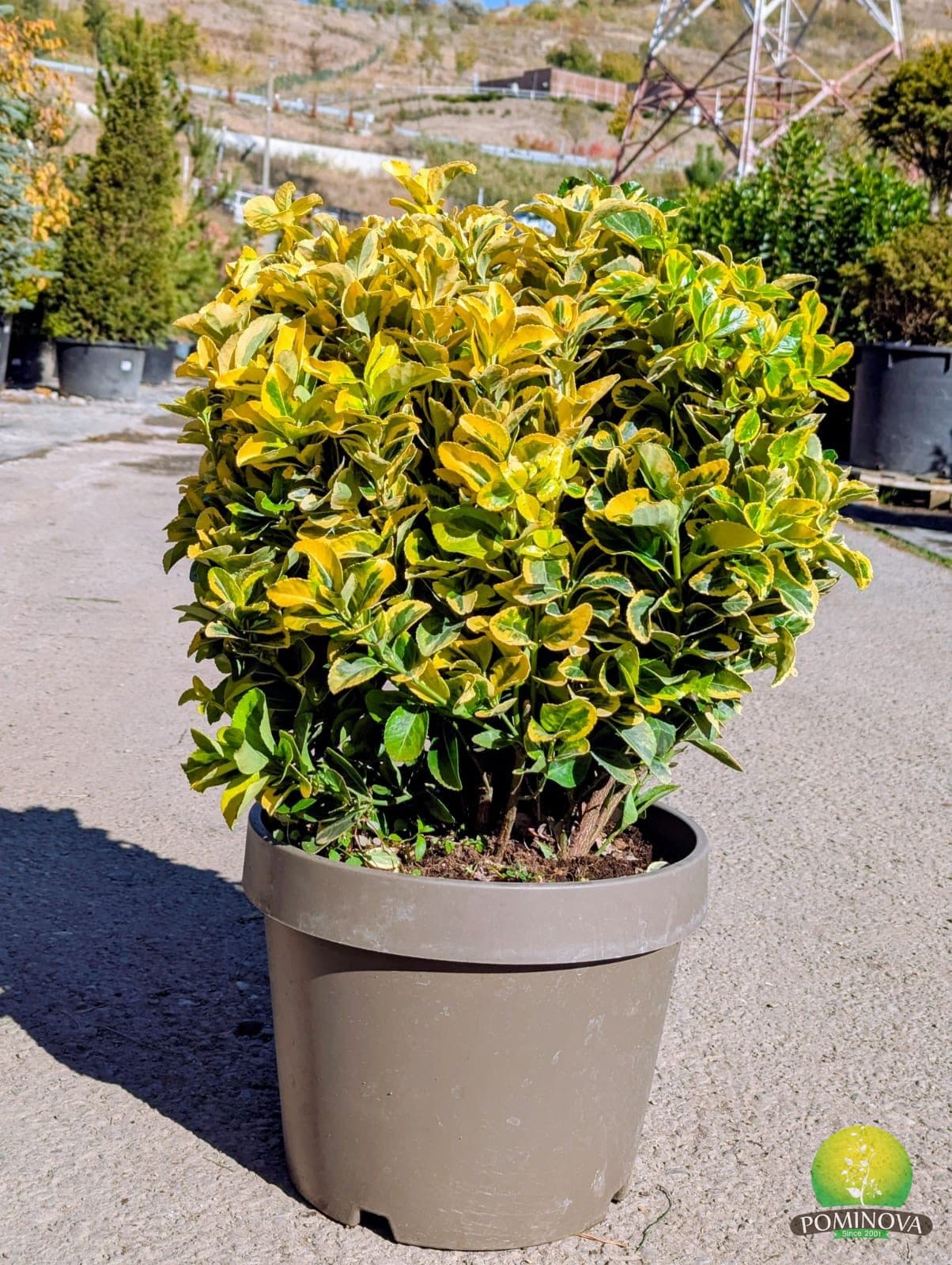 Evonimus glob (Euonymus japonicus 'Elegantissimus Aureus') - imagine 2