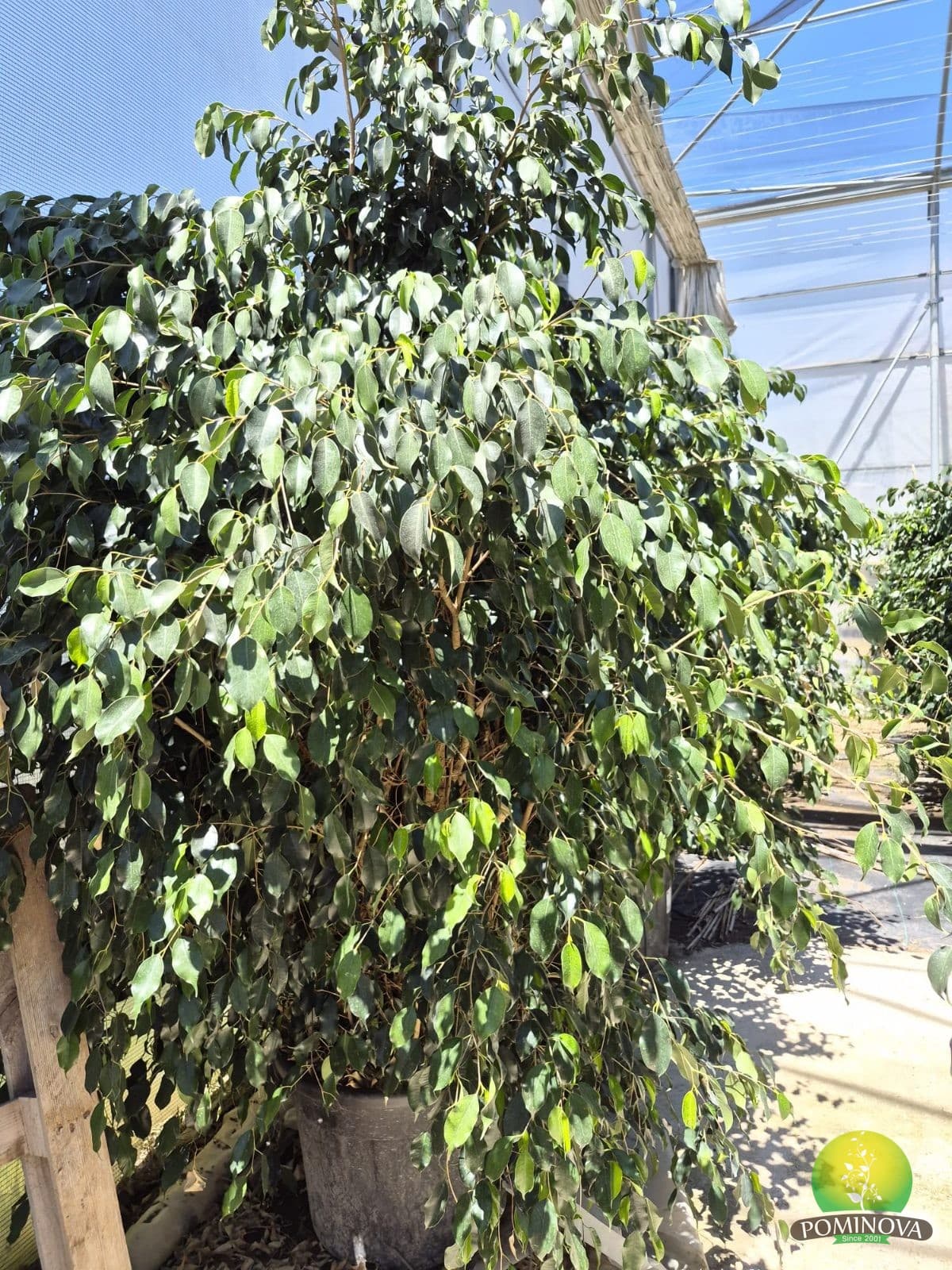 Ficus Danielle (Ficus benjamina 'Danielle')