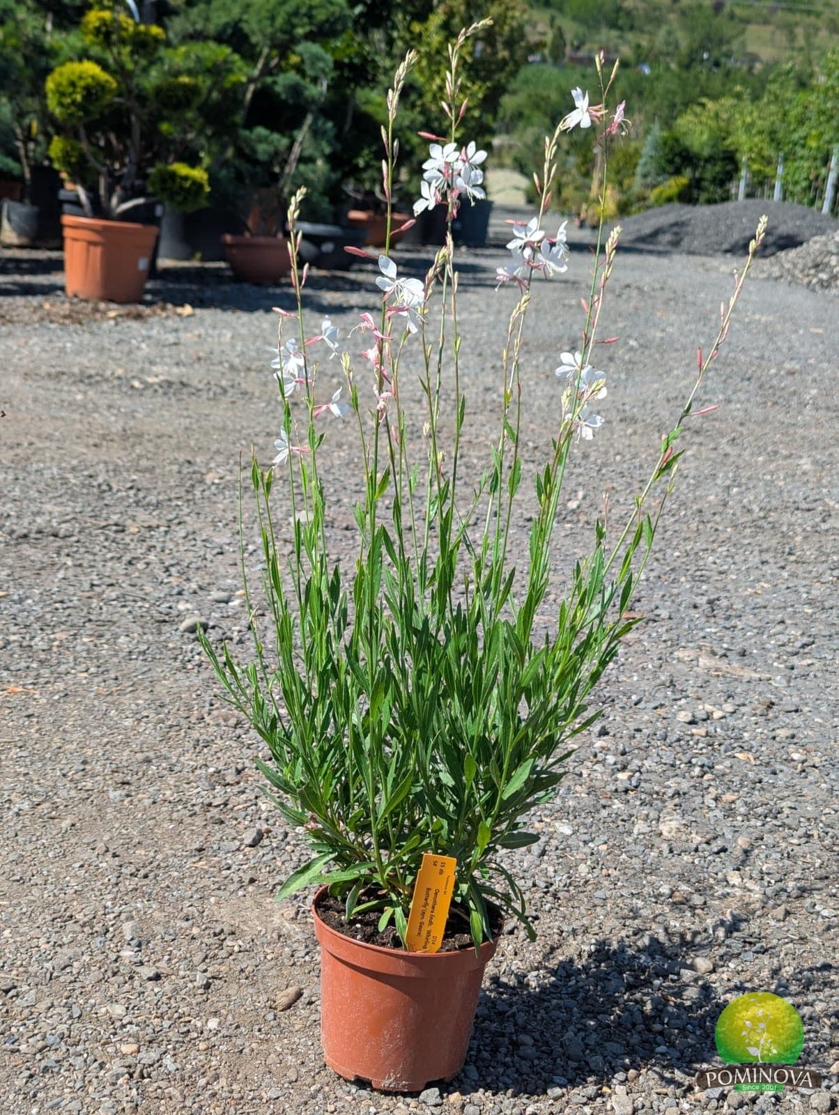 Floarea-fluture (Oenothera (Gaura) lindheimeri)
