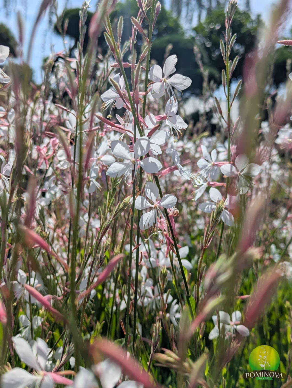 Floarea-fluture (Oenothera (Gaura) lindheimeri) thumbnail 2
