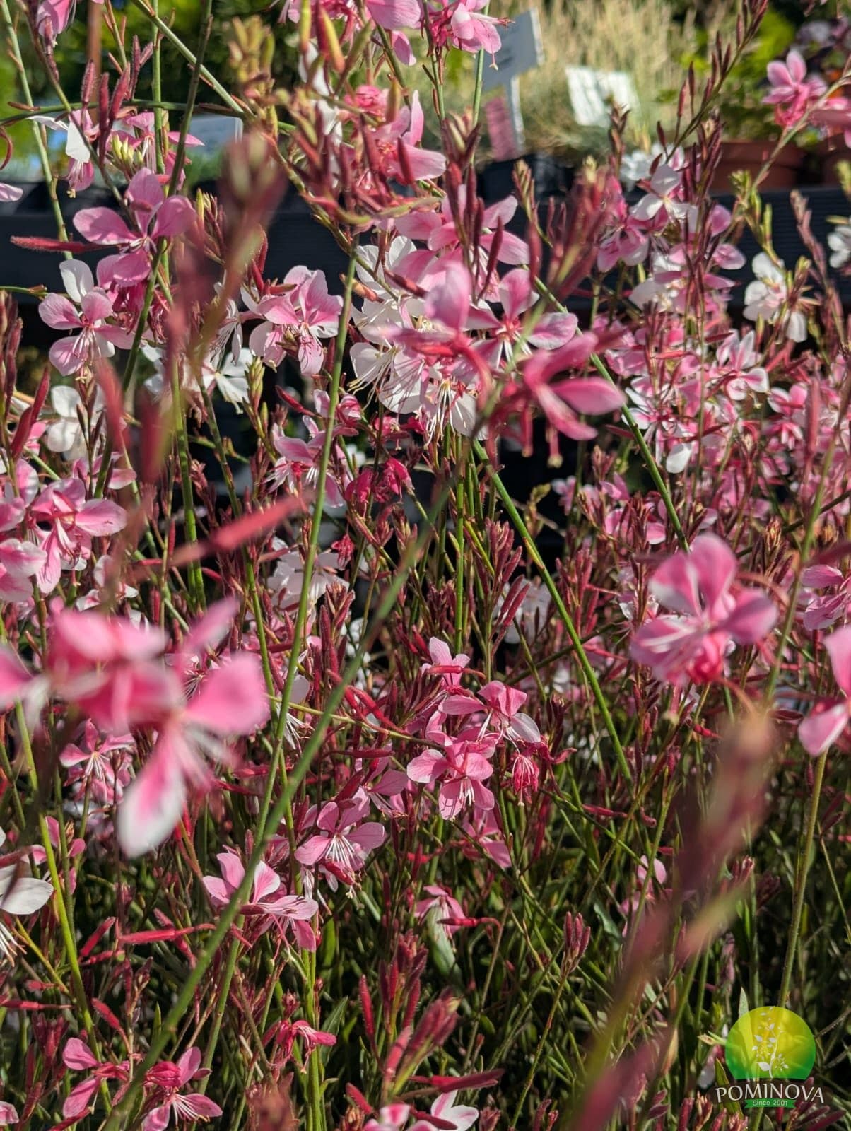 Floarea-fluture (Oenothera (Gaura) lindheimeri) thumbnail 3