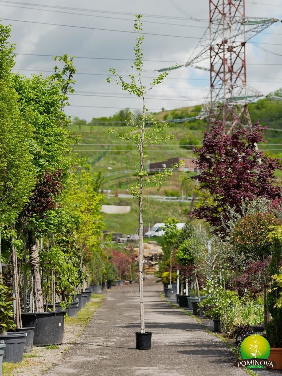 Arborele pagodelor (Ginkgo biloba) - imagine 2