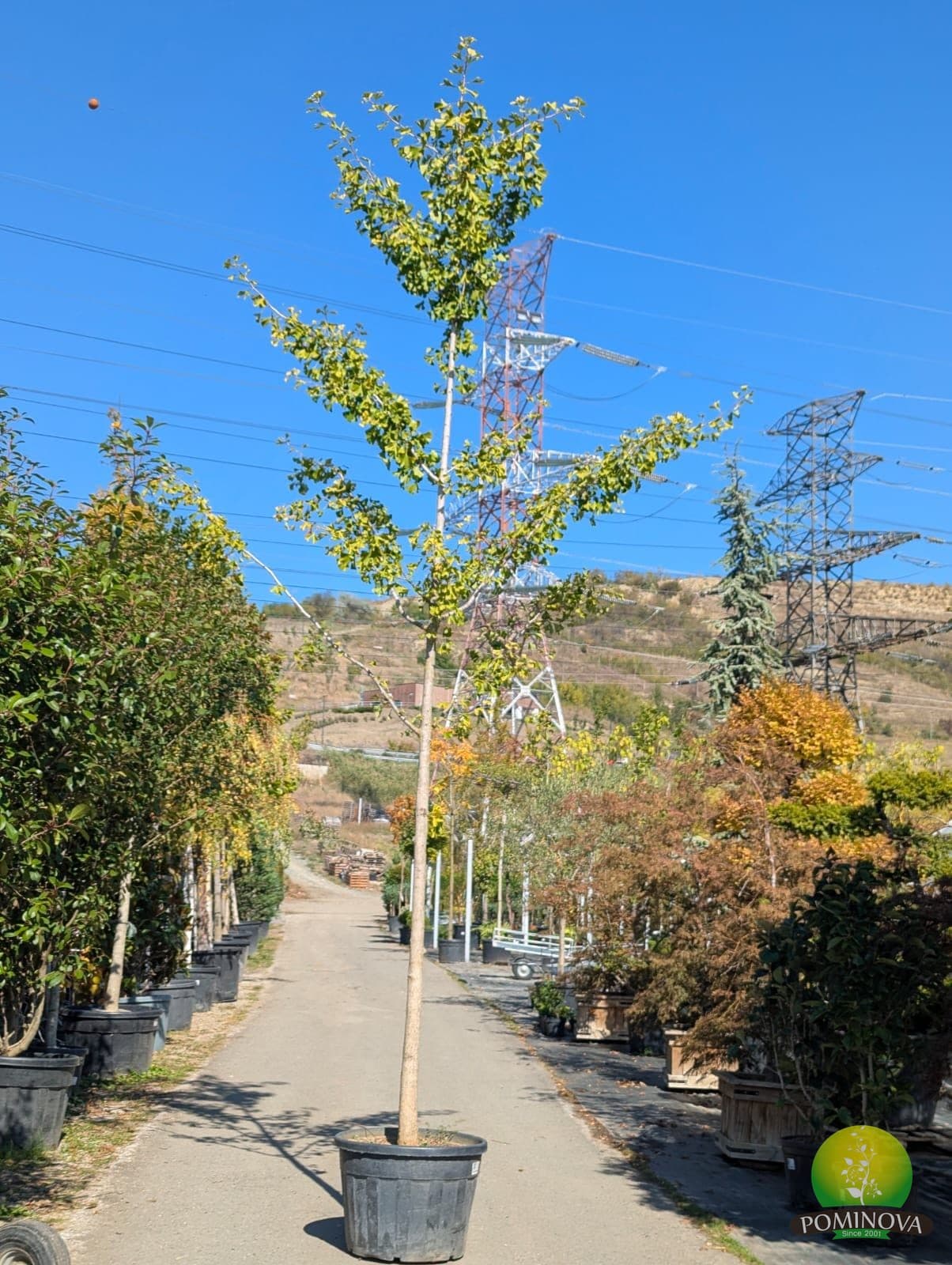 Arborele pagodelor (Ginkgo biloba) thumbnail 3