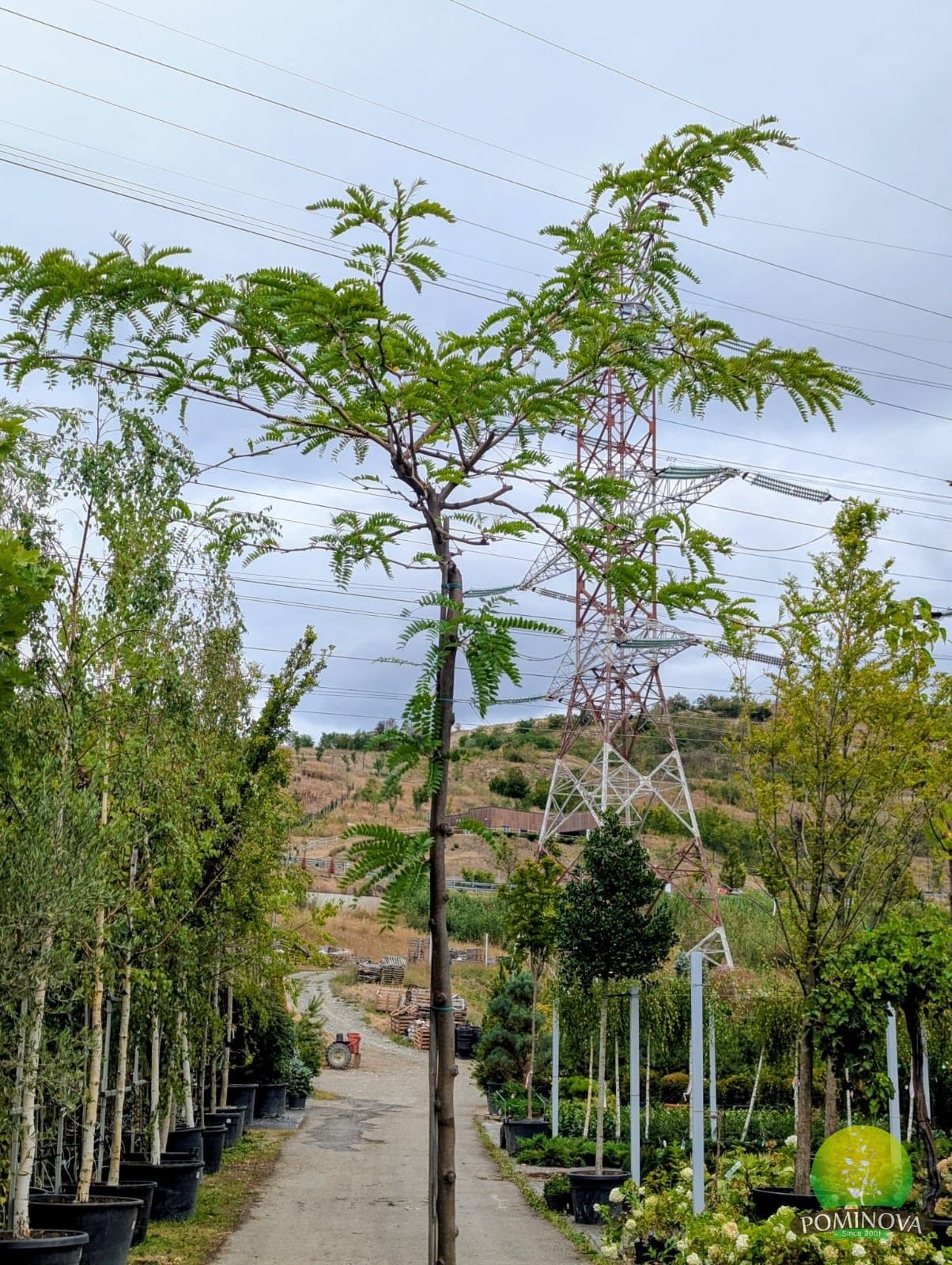 Glădiță 'Sunburst' (Gleditsia triacanthos 'Sunburst') thumbnail 2