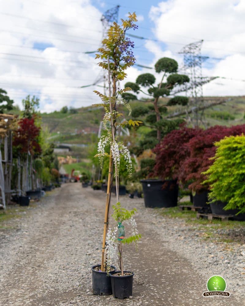 Glicina (Wisteria sinensis)
