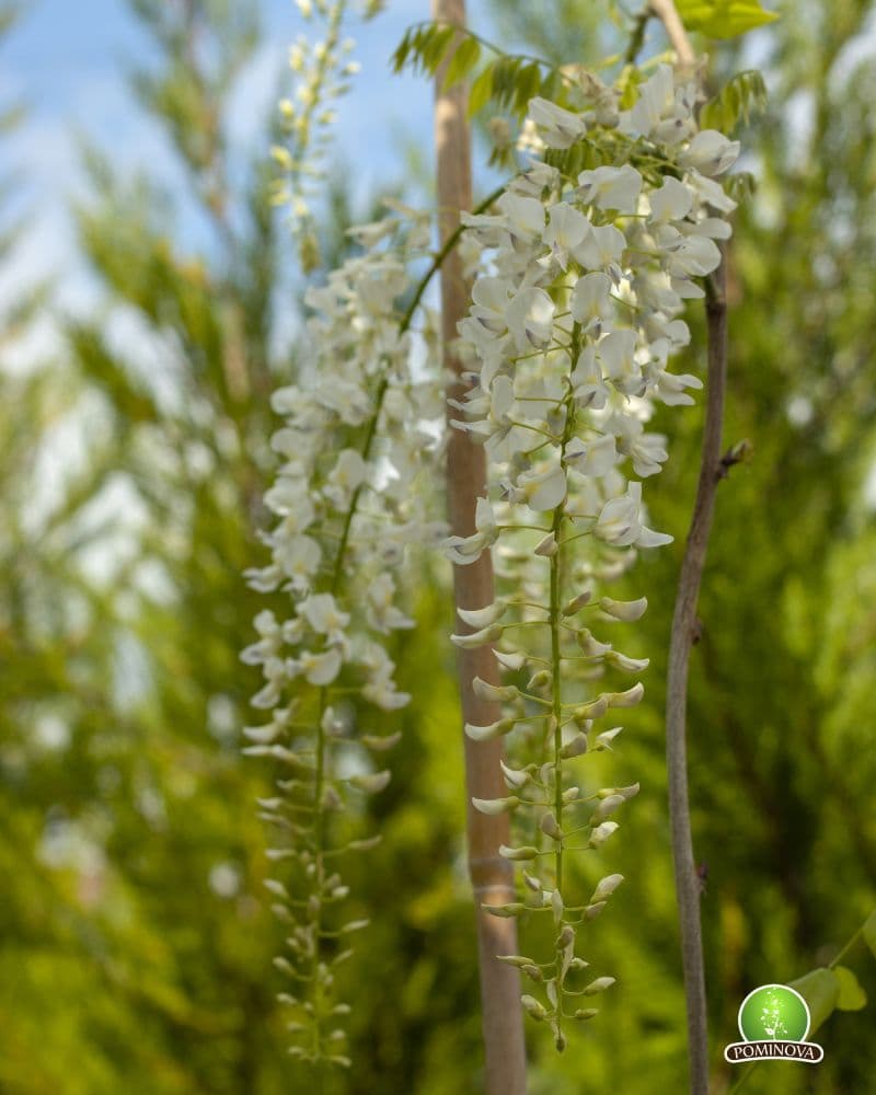 Glicina (Wisteria sinensis) thumbnail 2