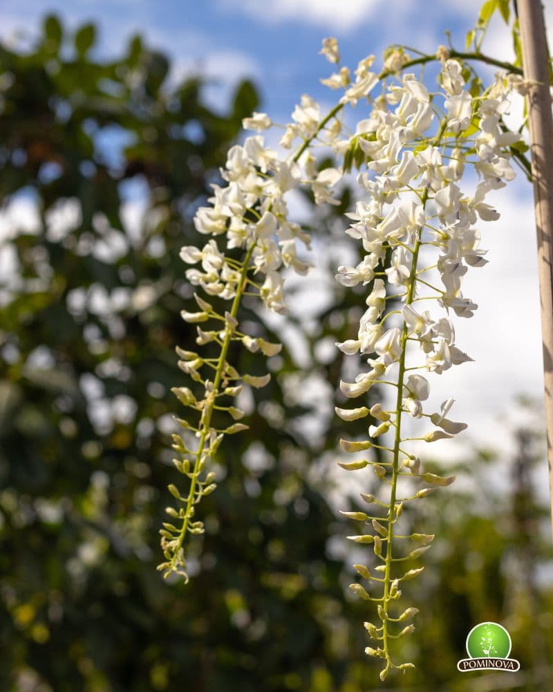 Glicina (Wisteria sinensis) thumbnail 3