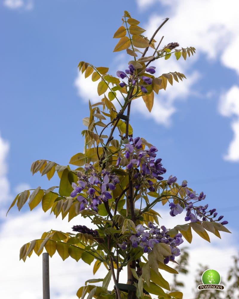 Glicina (Wisteria sinensis) thumbnail 4