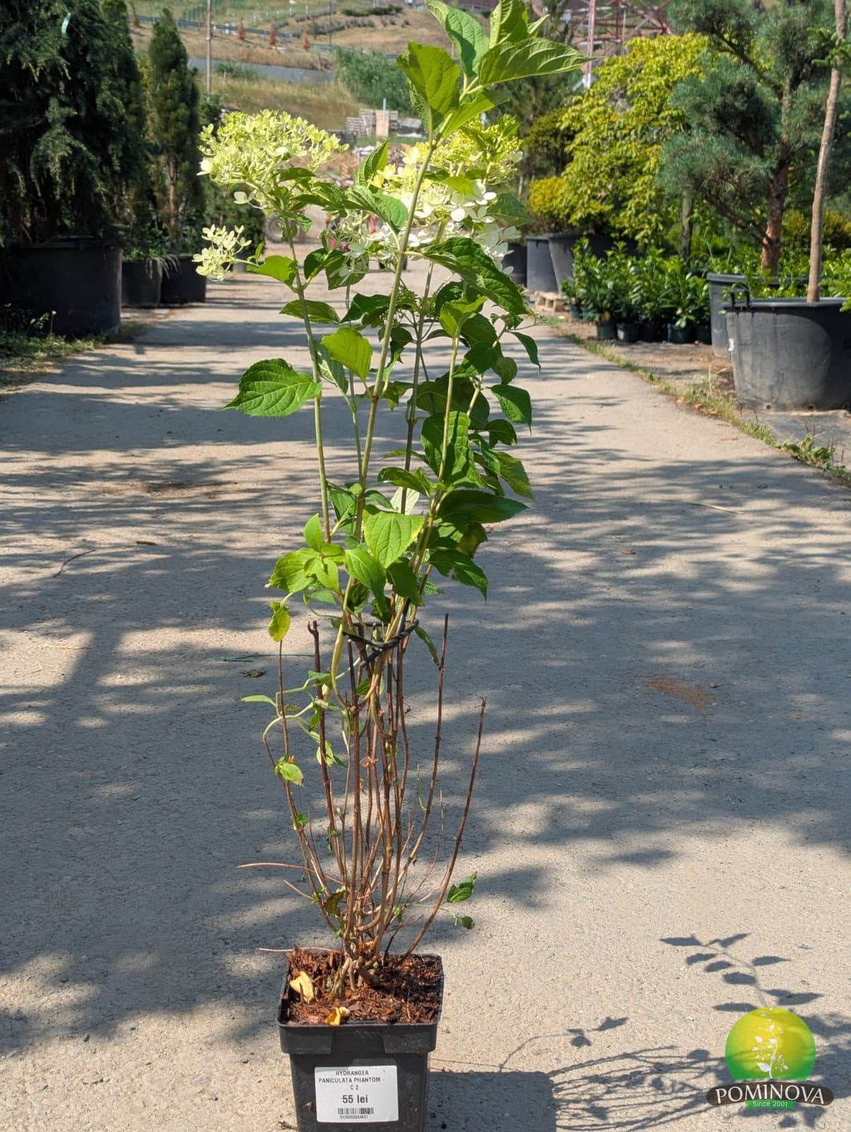 Hortensia (Hydrangea paniculata 'Phantom')