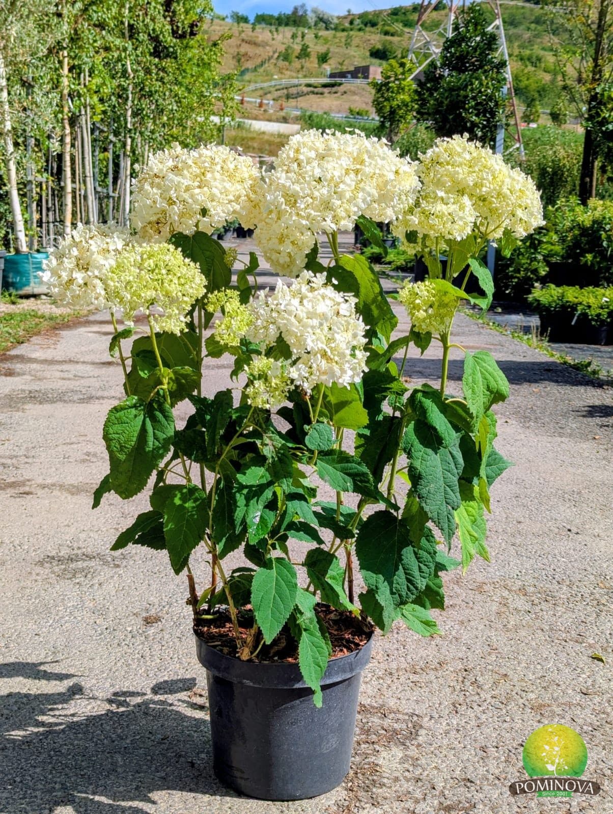 Hortensia 'Annabelle' (Hydrangea arborescens 'Annabelle')
