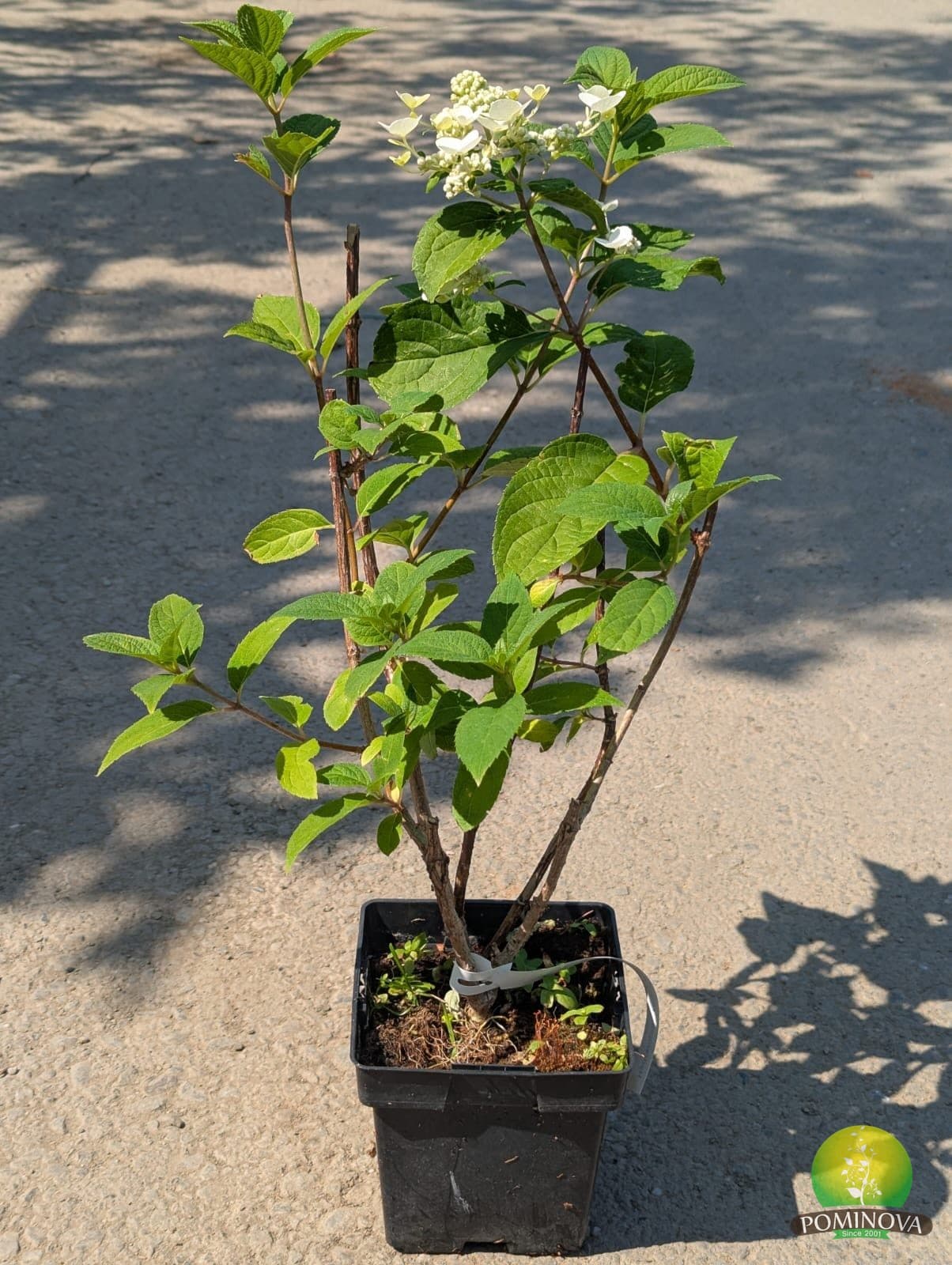 Hortensie 'Limelight' (Hydrangea paniculata 'Limelight') — imagine 2
