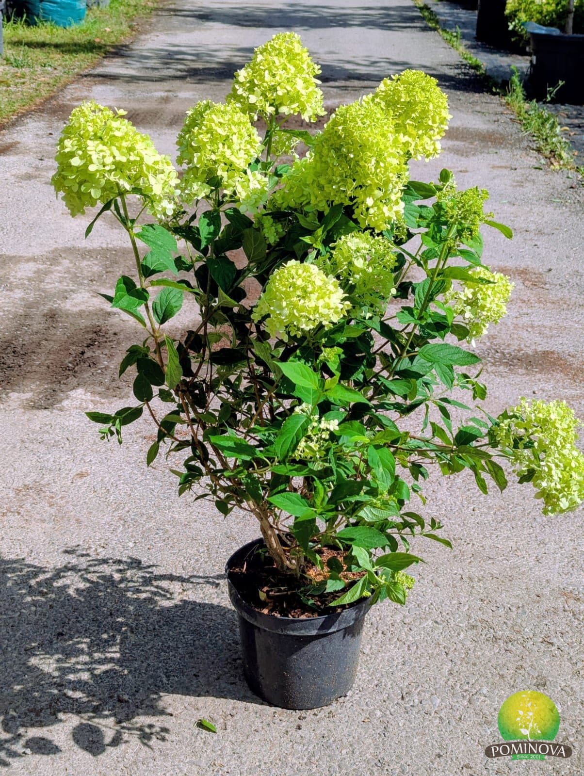 Hortensie 'Limelight' (Hydrangea paniculata 'Limelight')