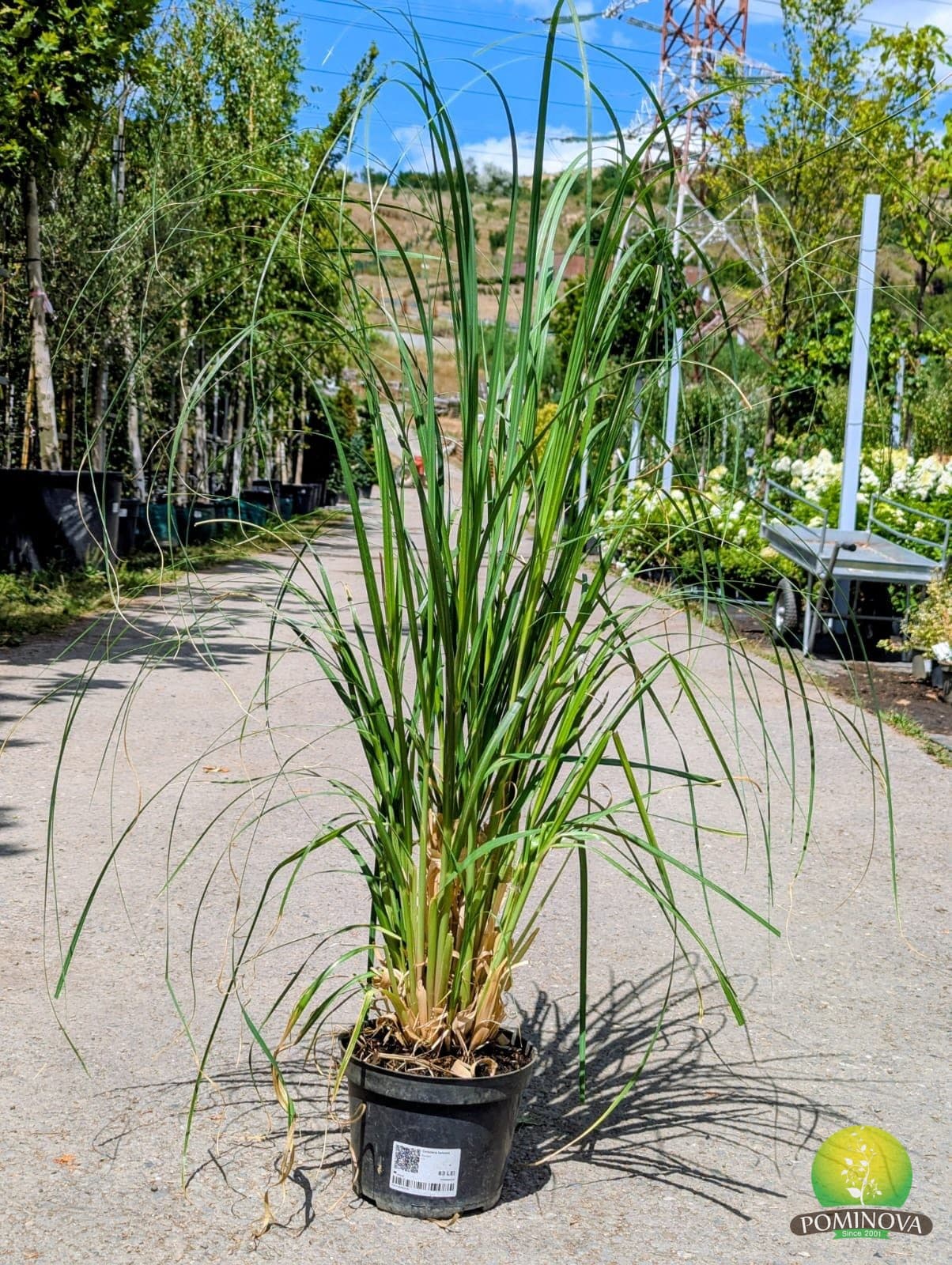 Iarbă de pampas (Cortaderia selloana)