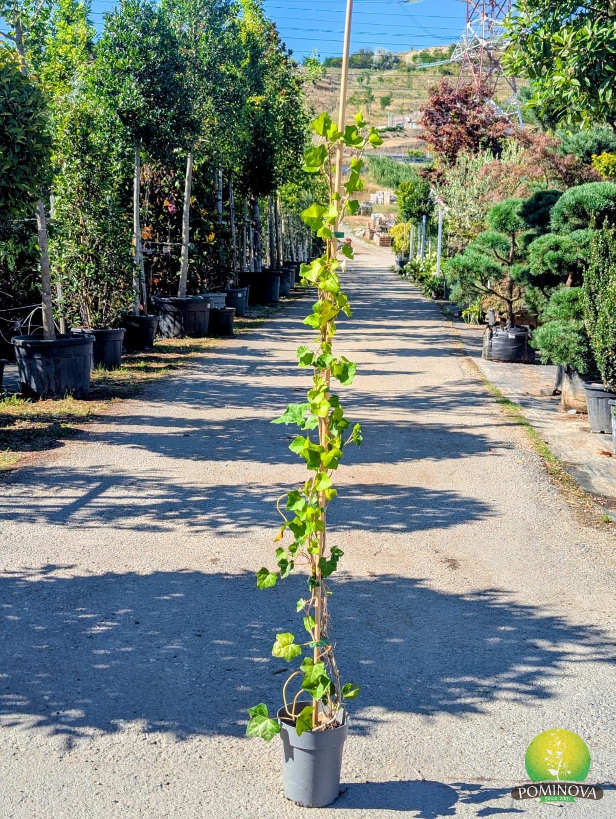 Iederă irlandeză (Hedera hibernica) thumbnail 2