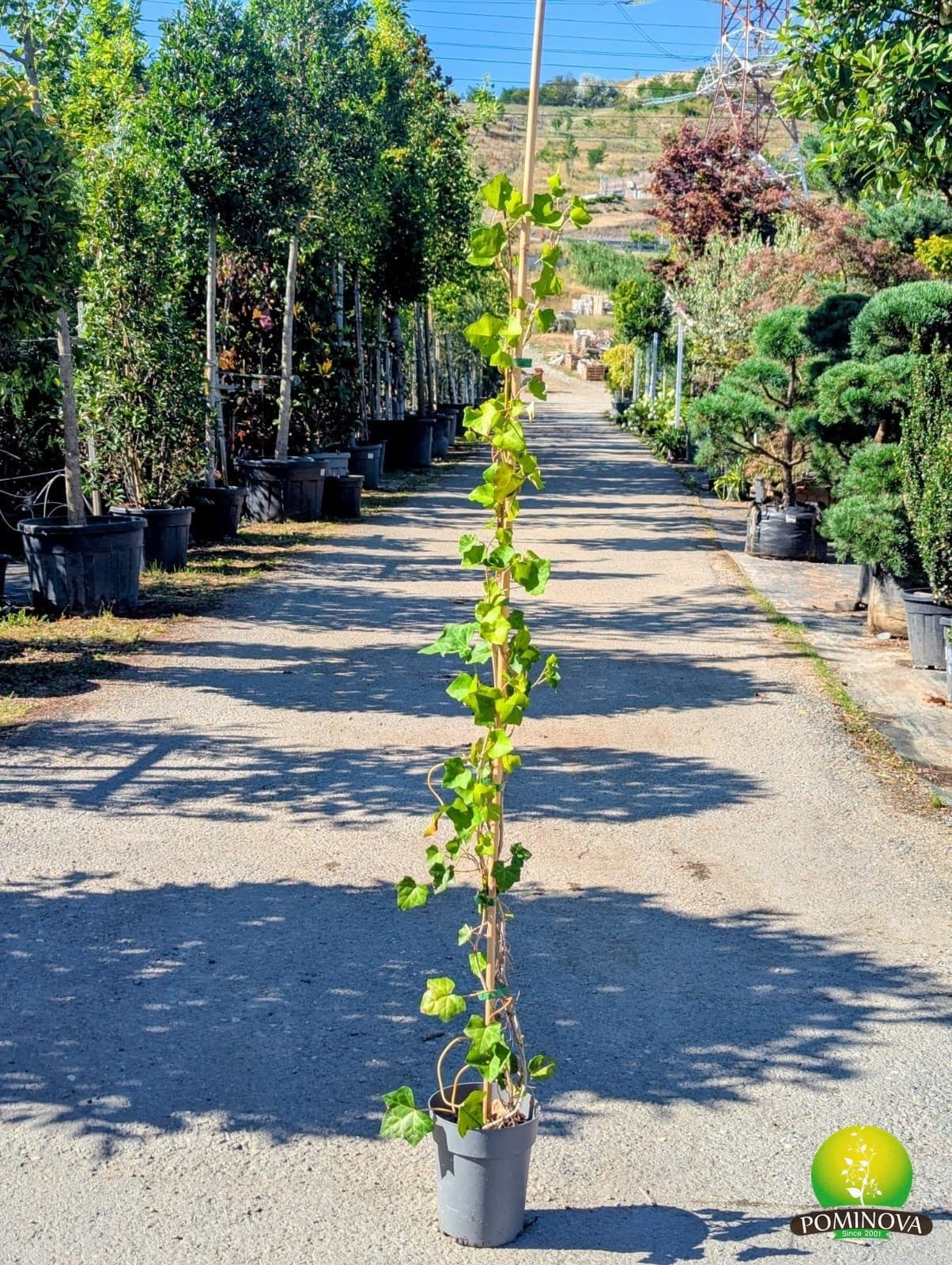 Iederă irlandeză (Hedera hibernica) - imagine 3