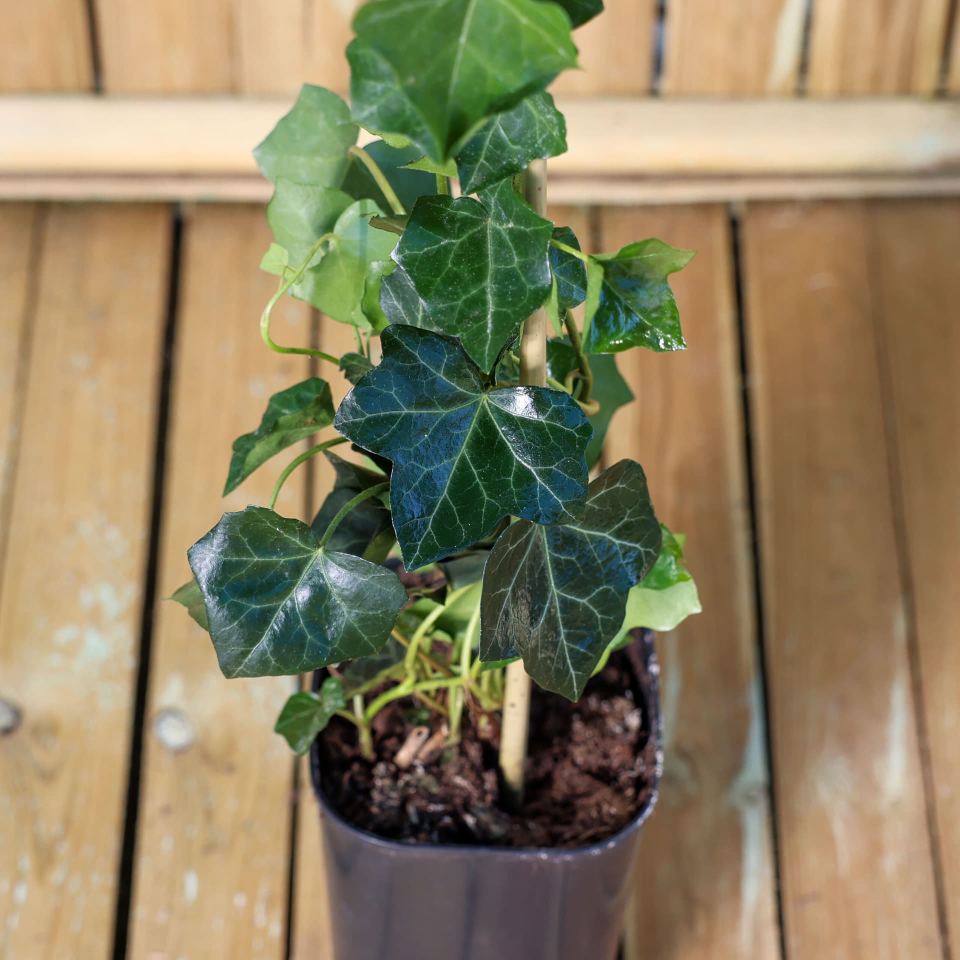 Iedera mixt (Hedera helix) thumbnail 2