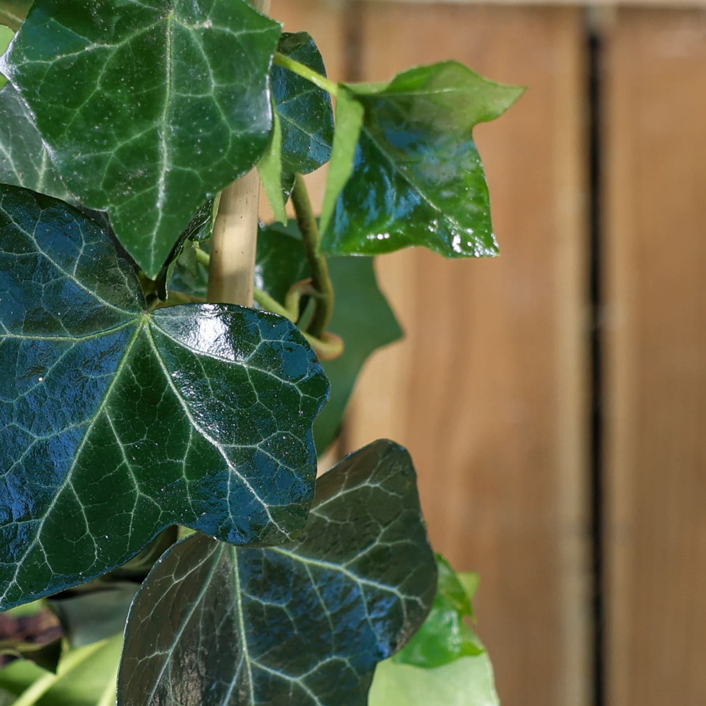 Iedera mixt (Hedera helix) thumbnail 3