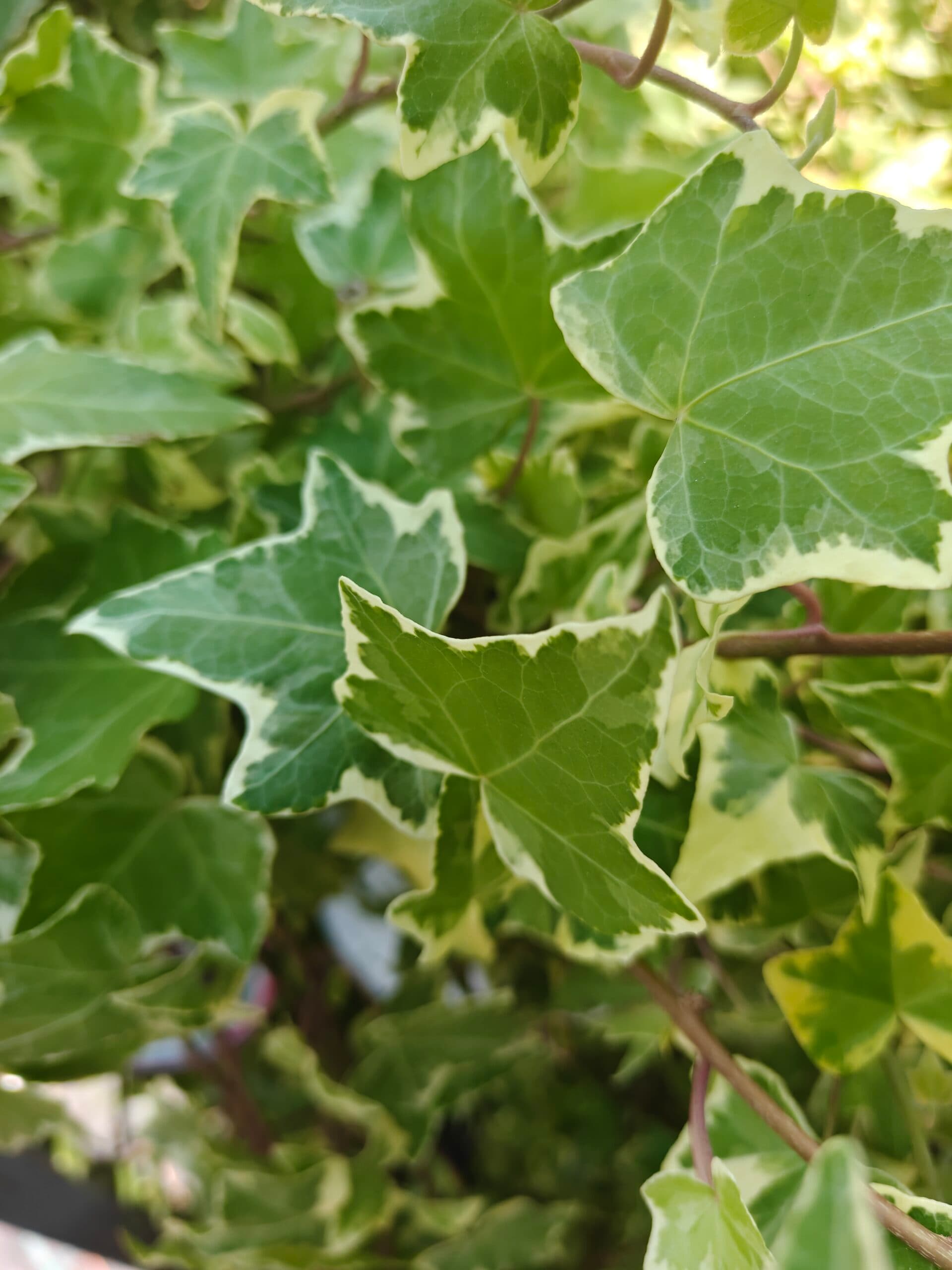 Iedera mixt (Hedera helix) thumbnail 4