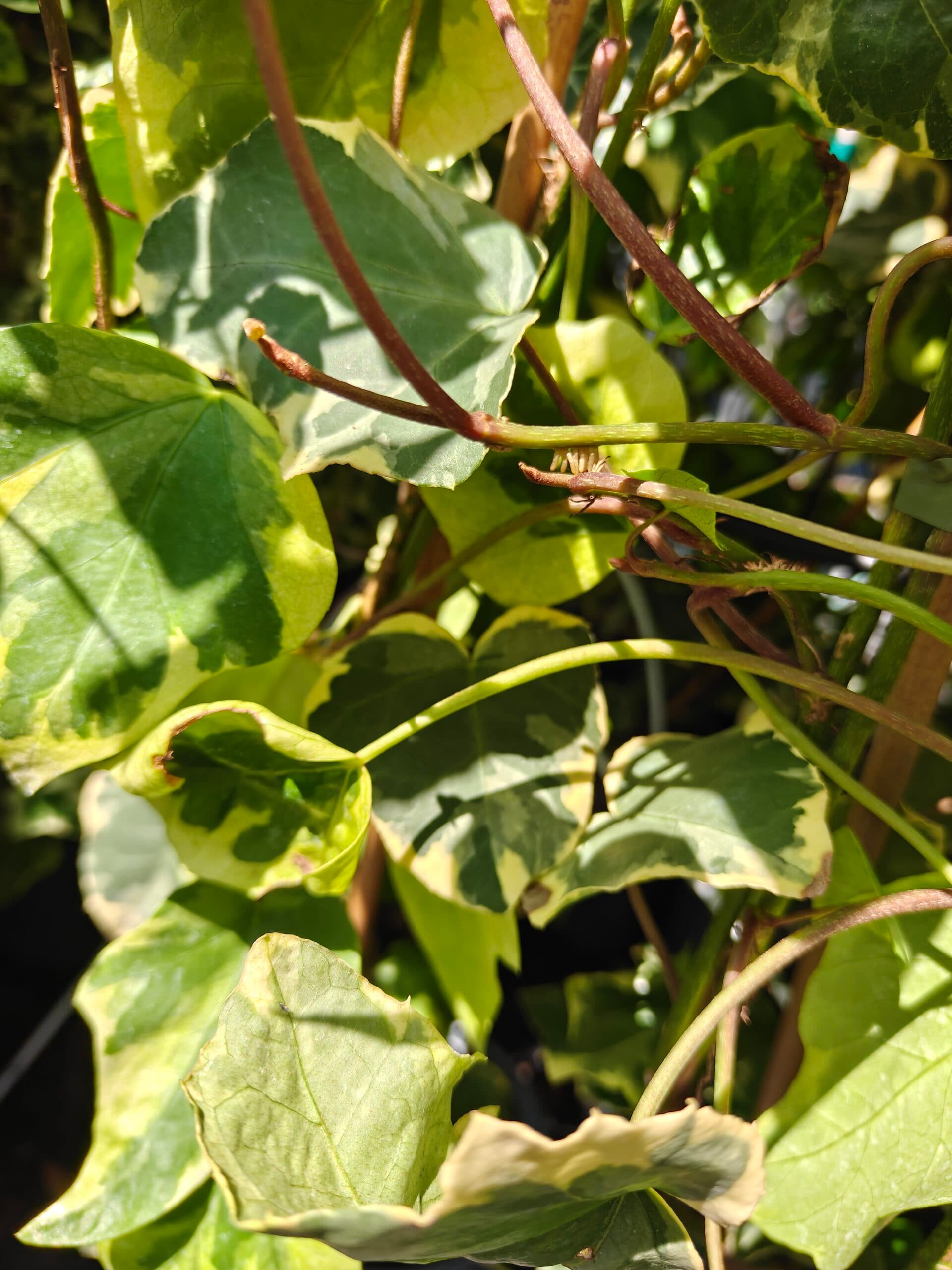 Iedera mixt (Hedera helix) thumbnail 5