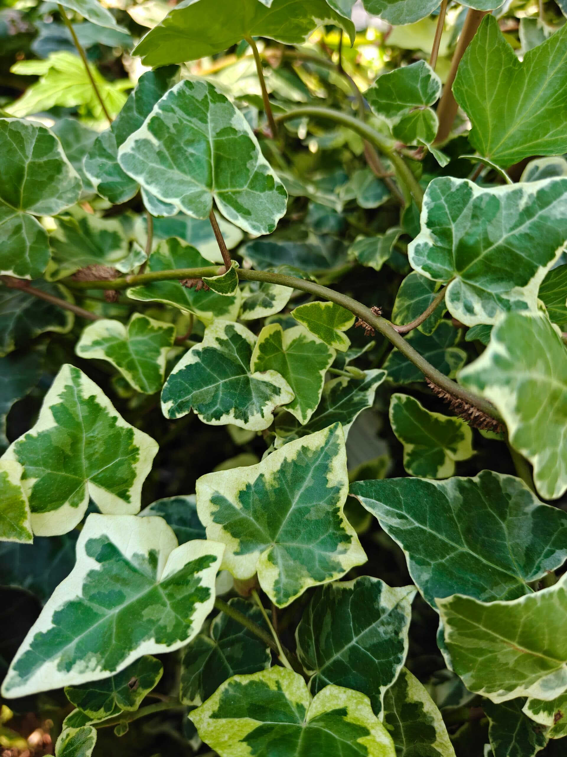 Iedera mixt (Hedera helix) thumbnail 6