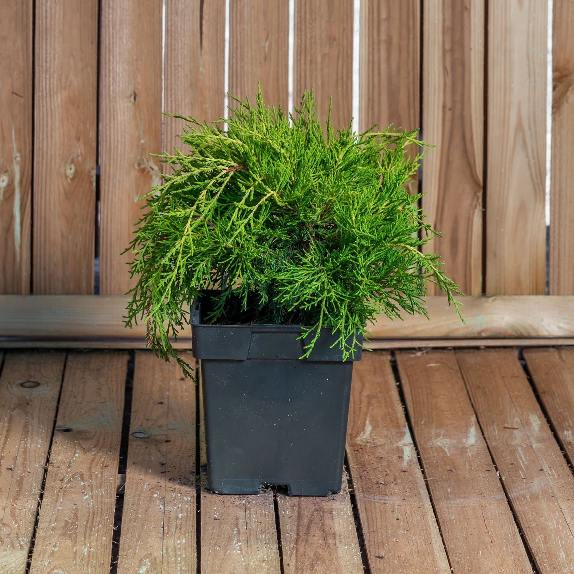 Ienupar (Juniperus x media 'Pfitzeriana Aurea')