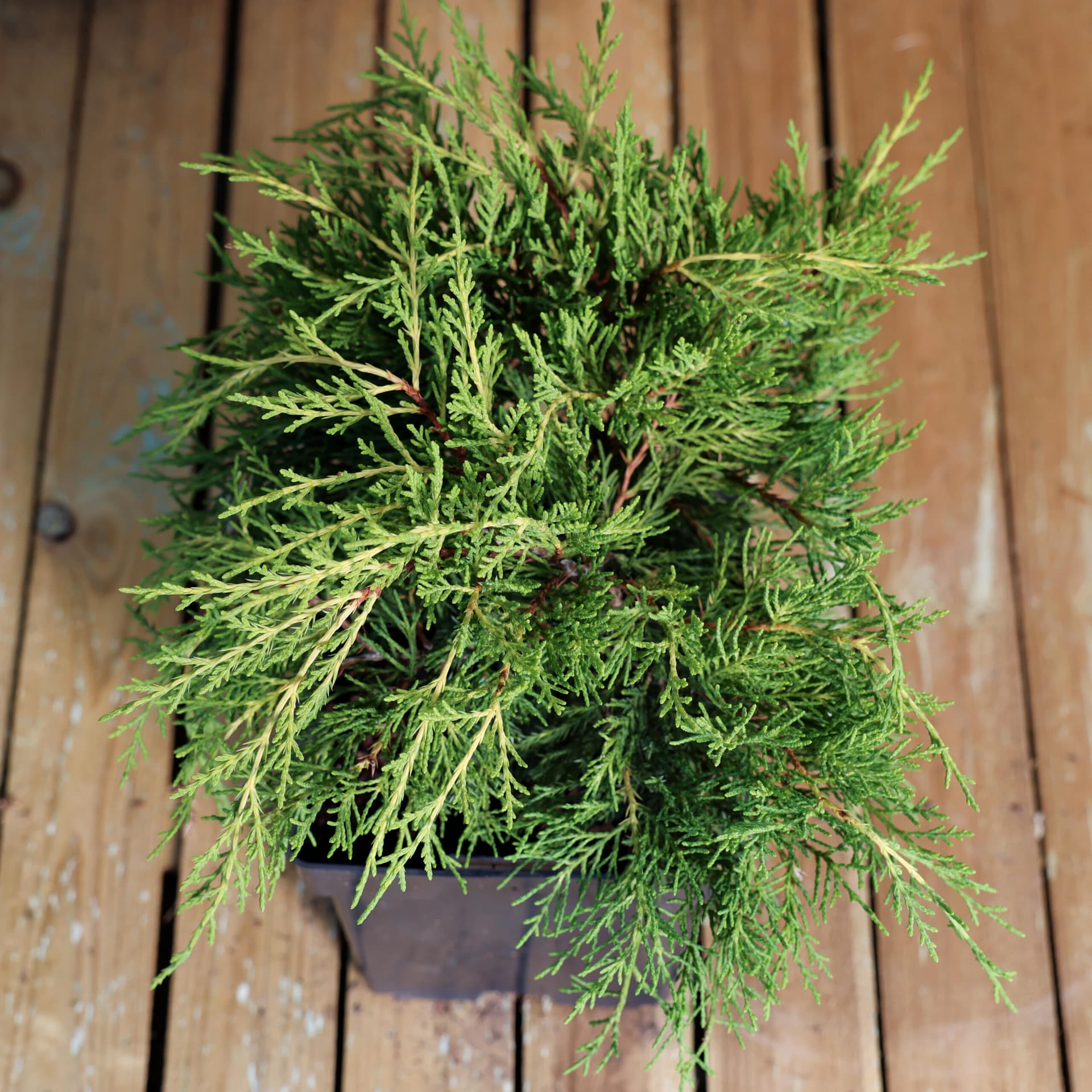 Ienupar (Juniperus x media 'Pfitzeriana Aurea') thumbnail 2