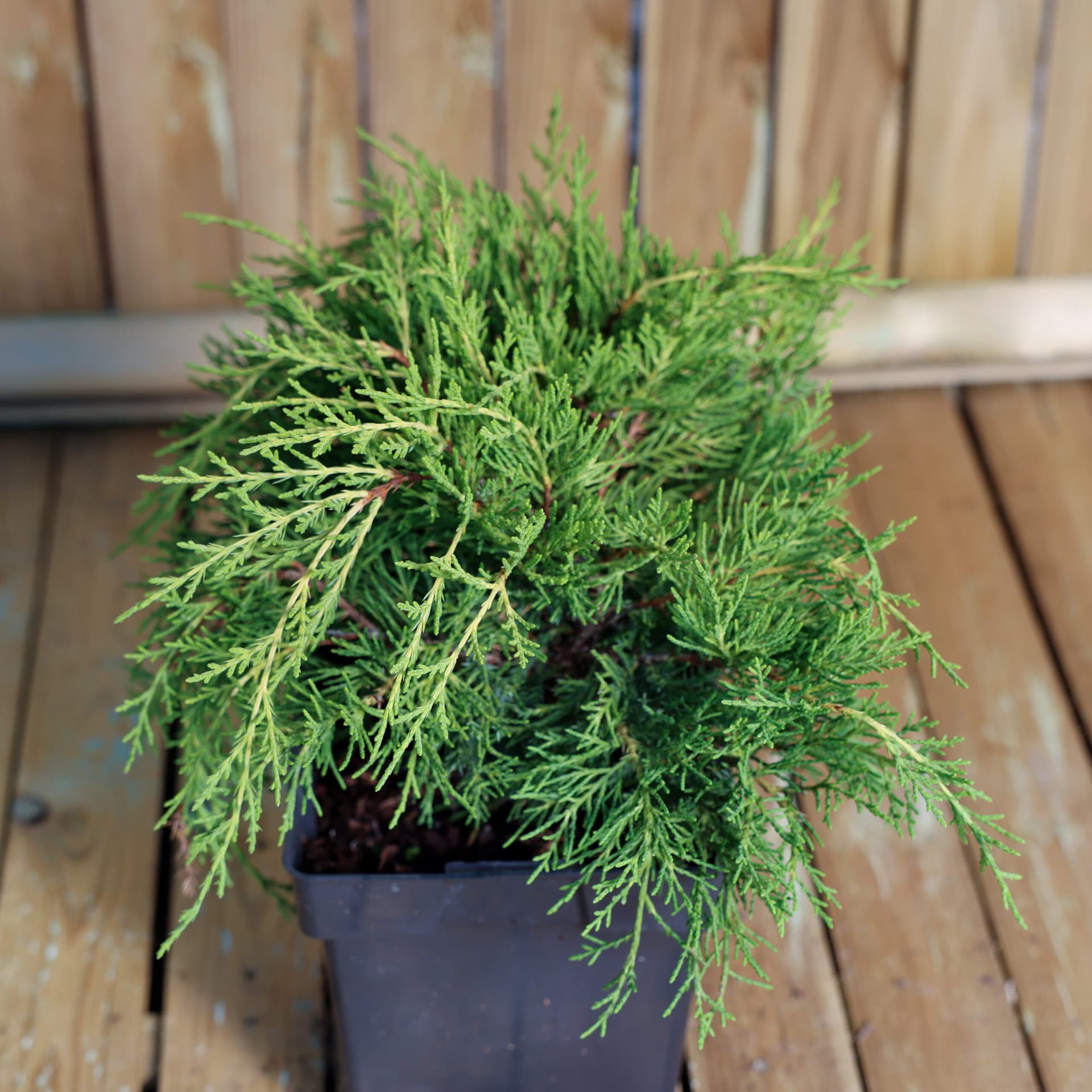 Ienupar (Juniperus x media 'Pfitzeriana Aurea') thumbnail 3