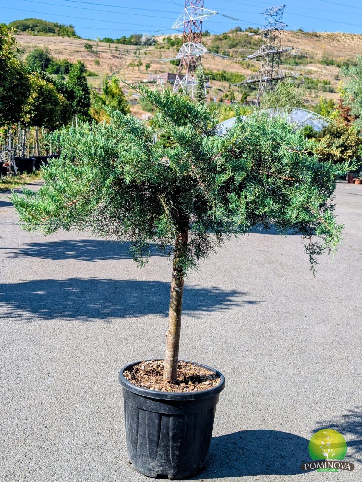 Ienupăr altoit pe trunchi (Juniperus spp. 1/2 Fusto) — imagine 1