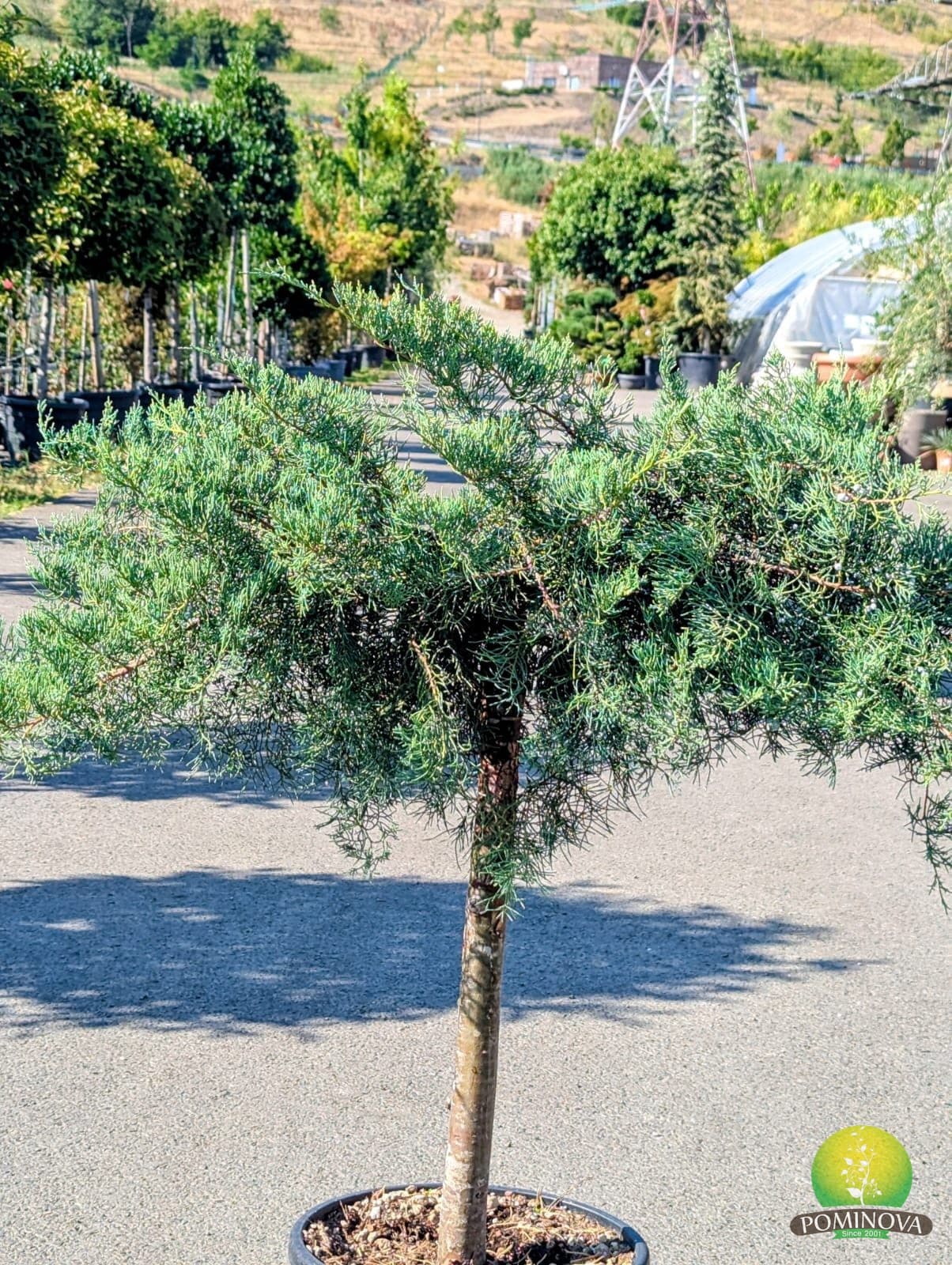Ienupăr altoit pe trunchi (Juniperus spp. 1/2 Fusto) thumbnail 2