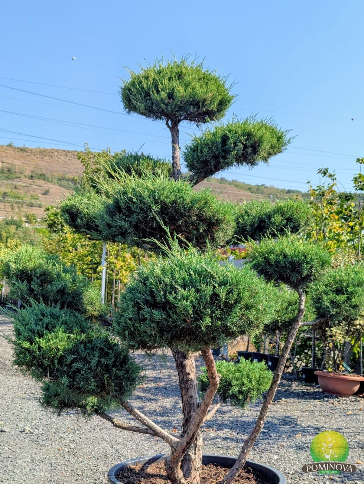 Ienupăr Hetz - Bonsai (Juniperus virginiana 'Hetz' – Bonsai) thumbnail 2