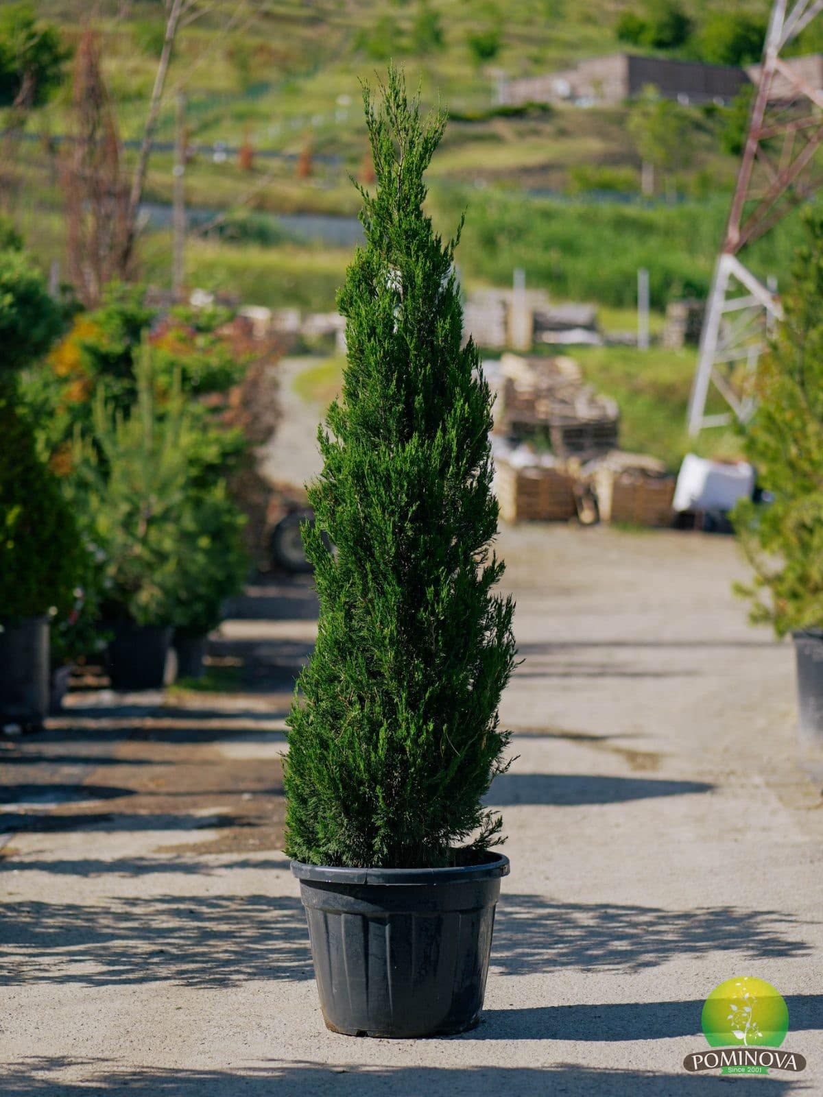 Ienupăr Spartan (Juniperus chinensis 'Spartan') — imagine 1