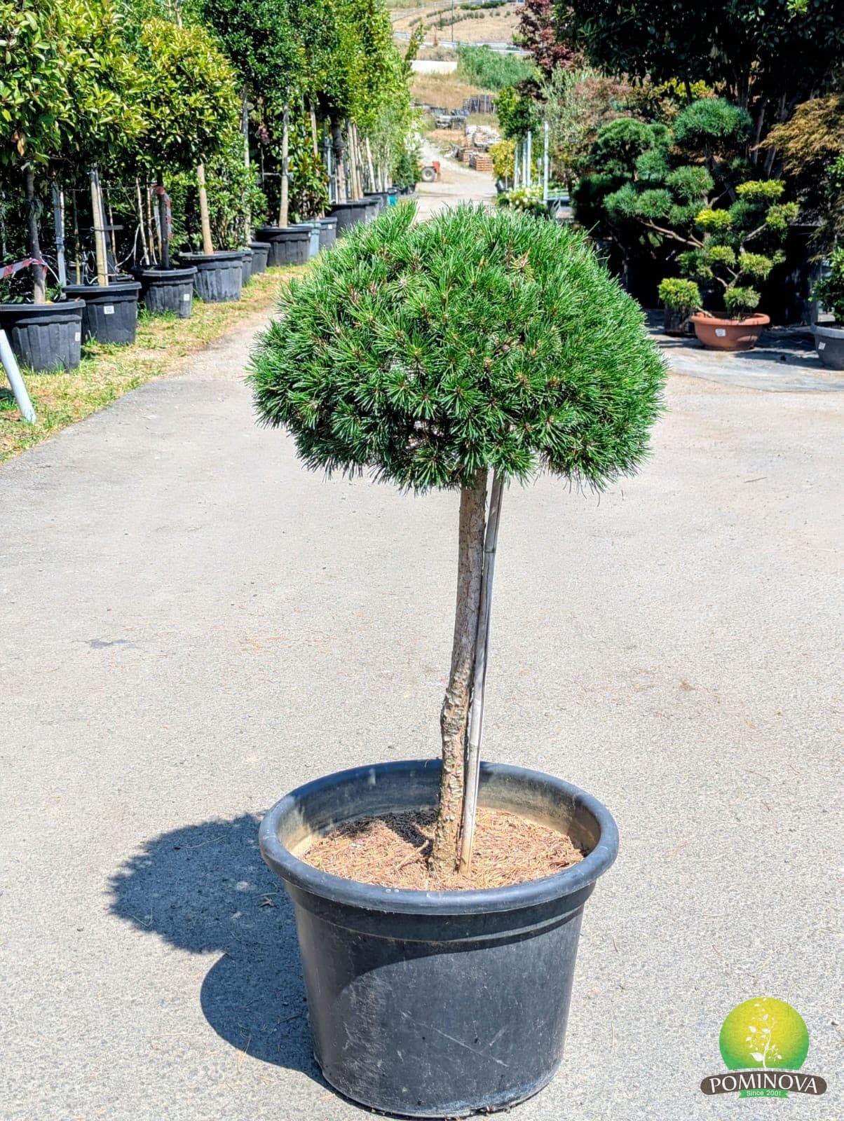Pin de munte altoit pe trunchi (Pinus mugo) thumbnail 1