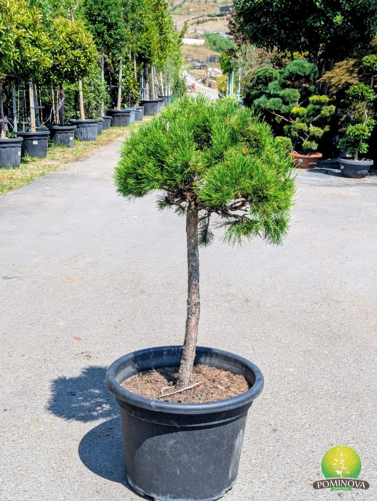 Pin de munte altoit pe trunchi (Pinus mugo) thumbnail 2
