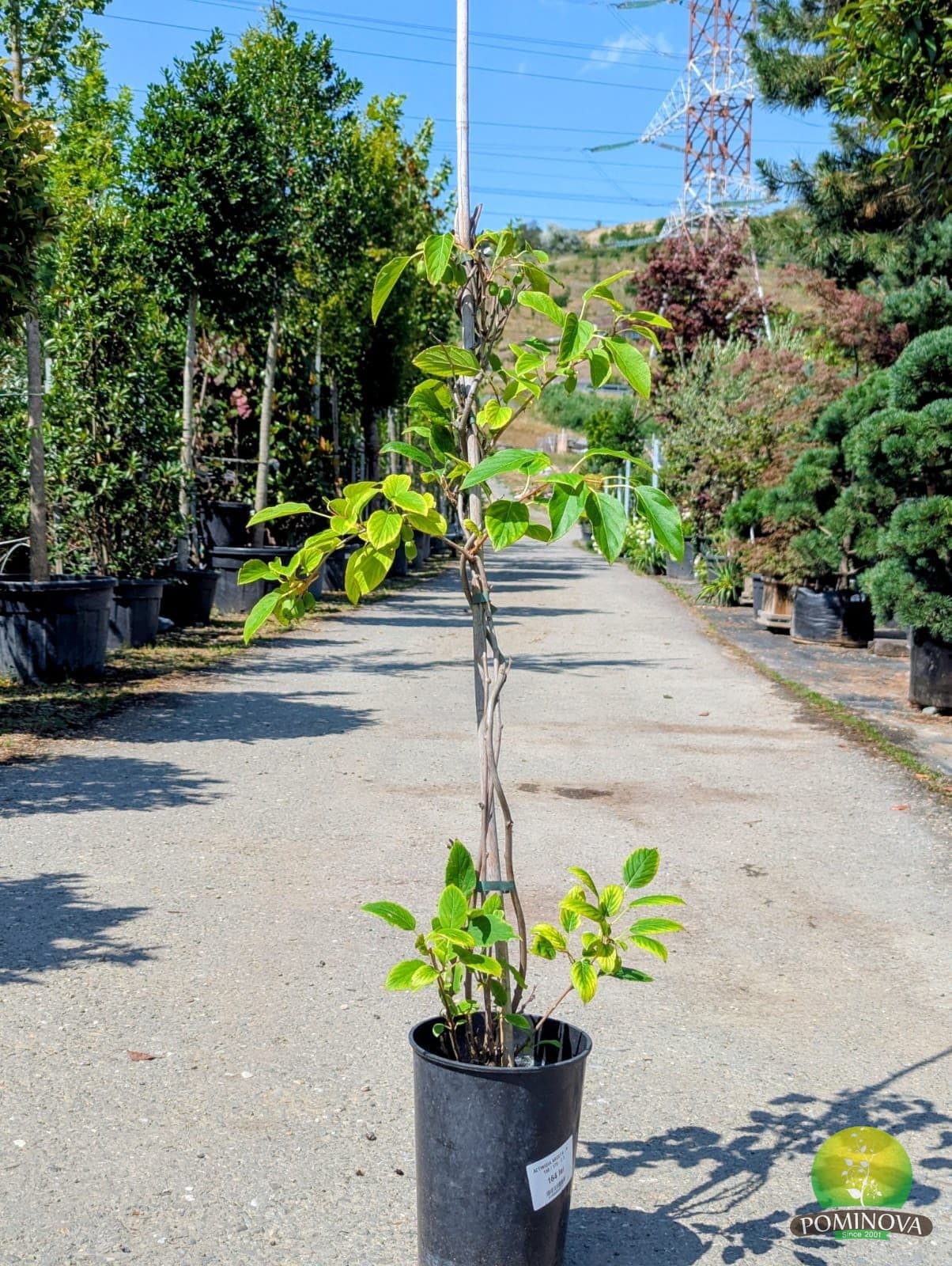 Kiwi cu fruct mic (Actinidia arguta) — imagine 1