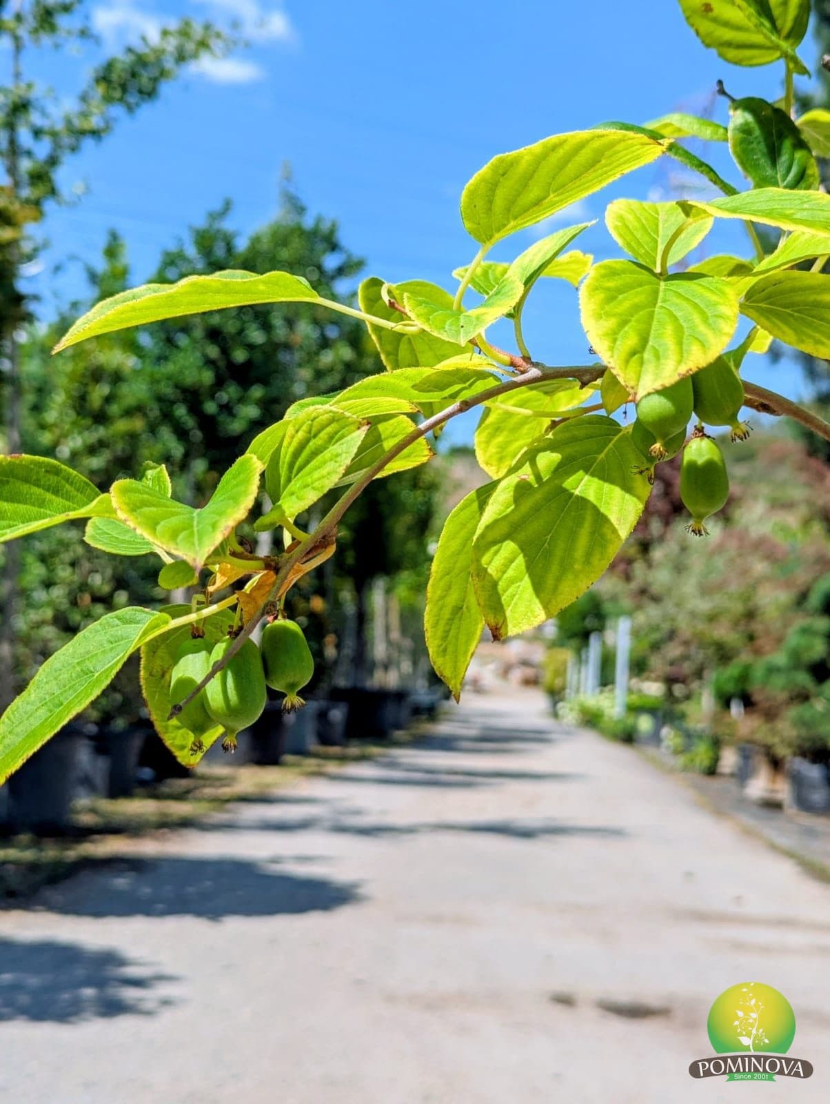 Kiwi cu fruct mic (Actinidia arguta) thumbnail 2