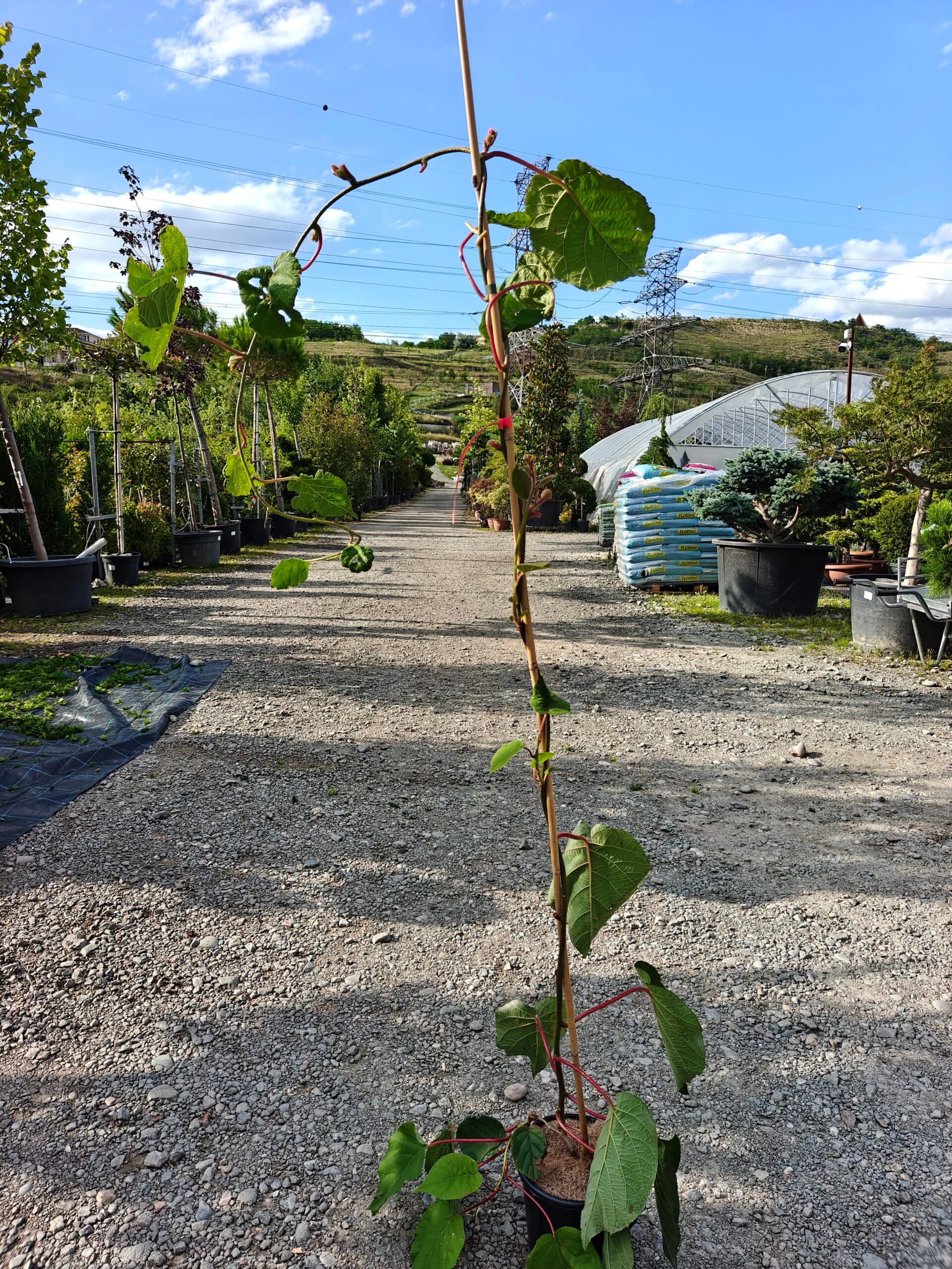 Kiwi galben (Actinidia chinensis)