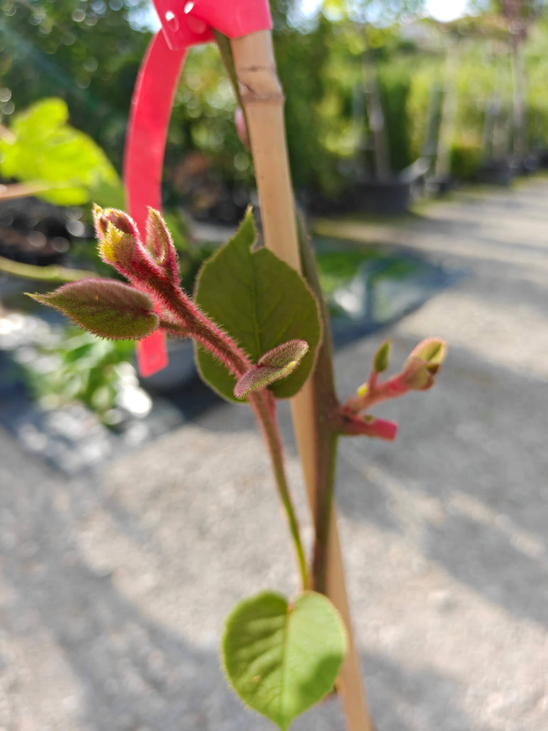 Kiwi galben (Actinidia chinensis) thumbnail 2
