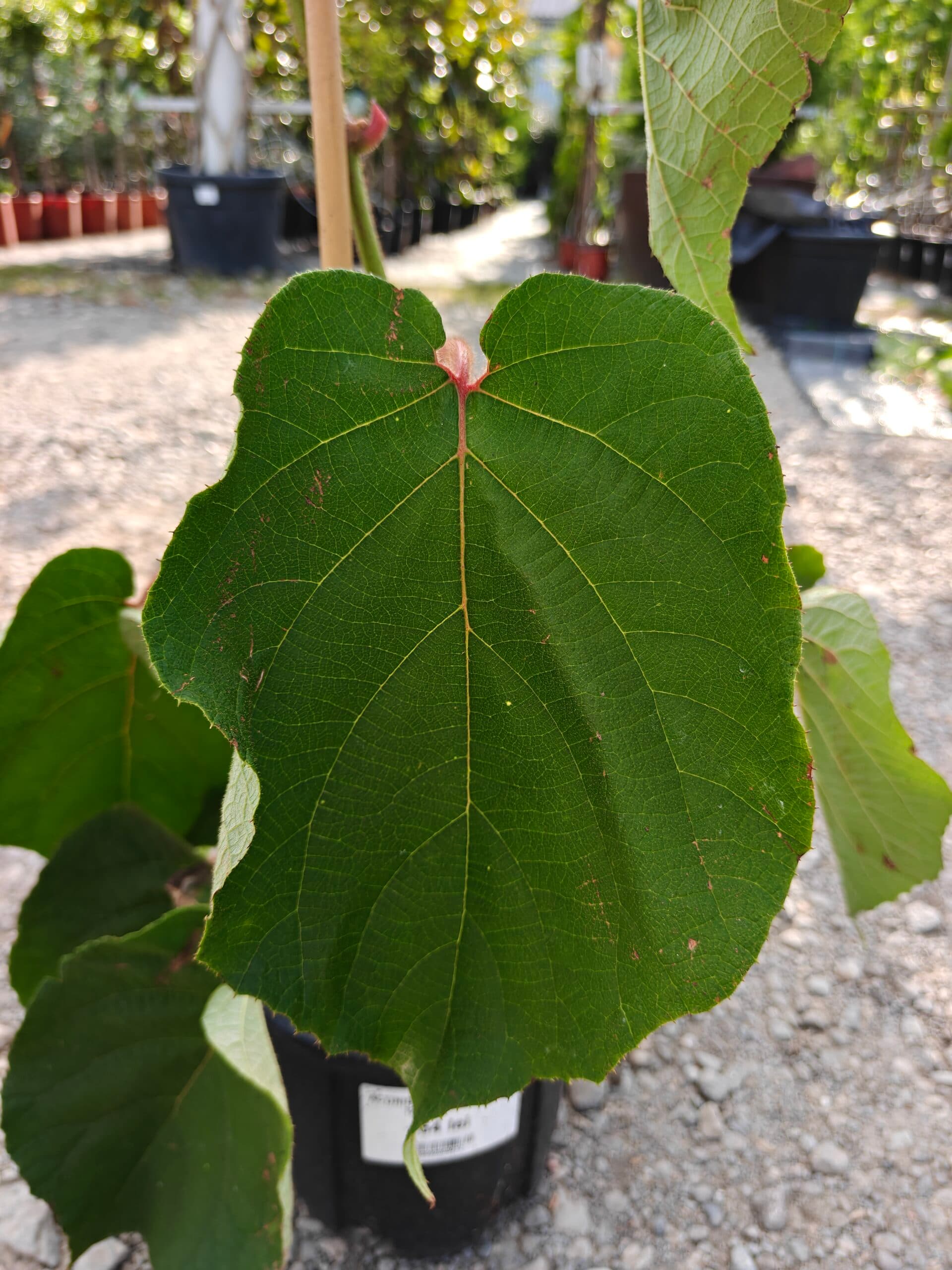 Kiwi galben (Actinidia chinensis) thumbnail 3