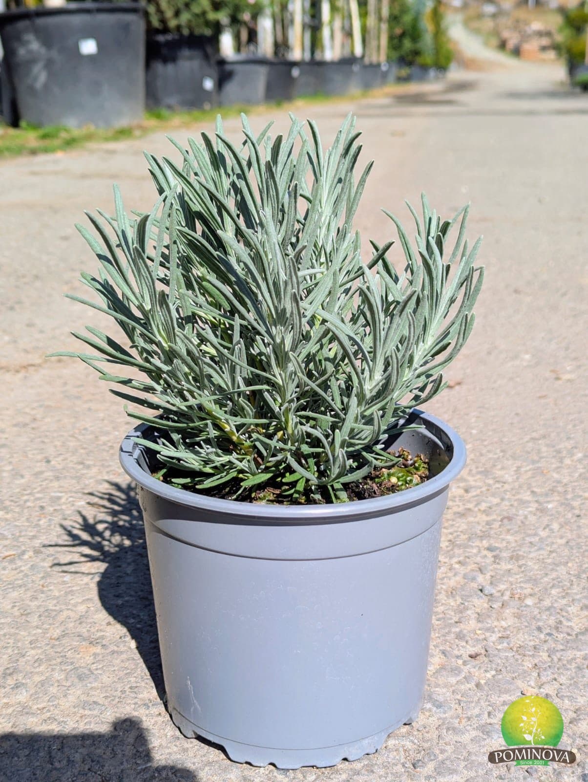 Lavanda (Lavandula sp.) thumbnail 3