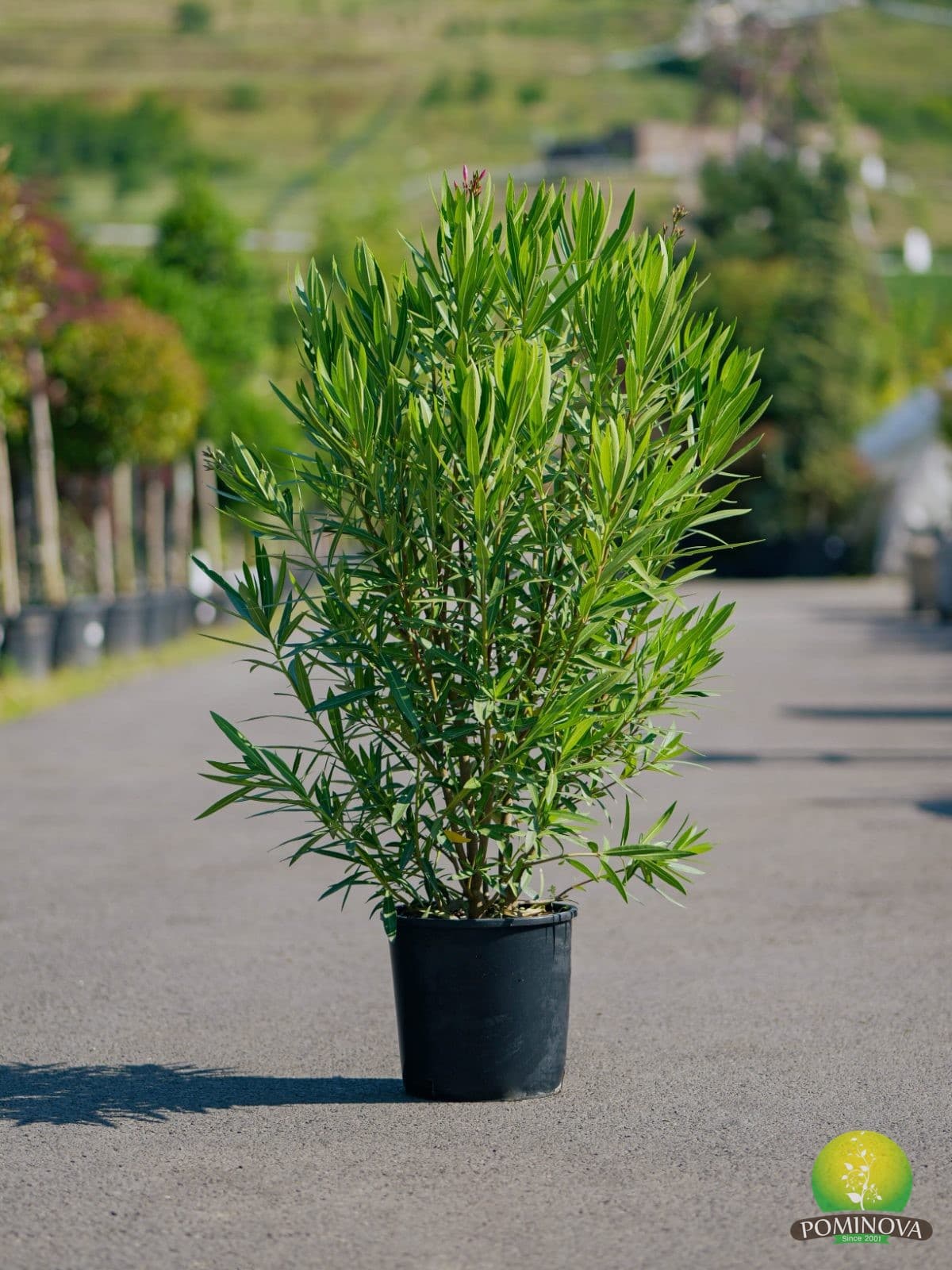 Leandru (Nerium oleander) thumbnail 2