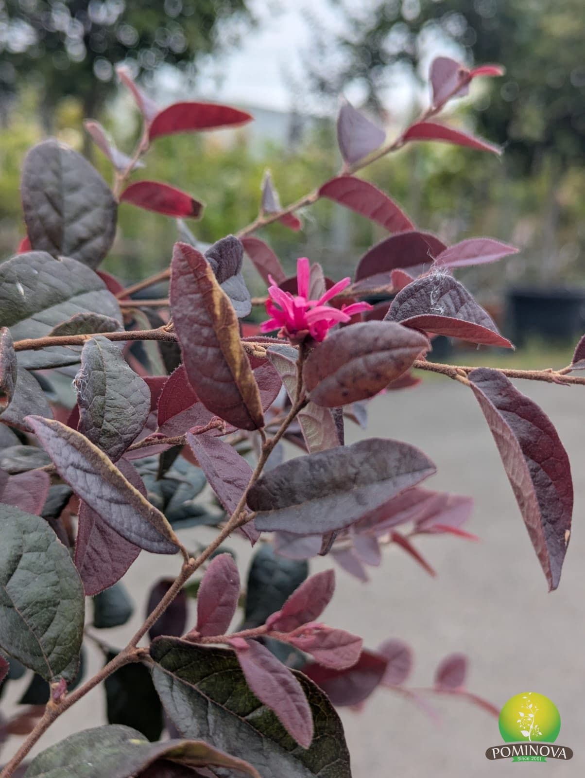 Loropetalum (Loropetalum chinense) thumbnail 2